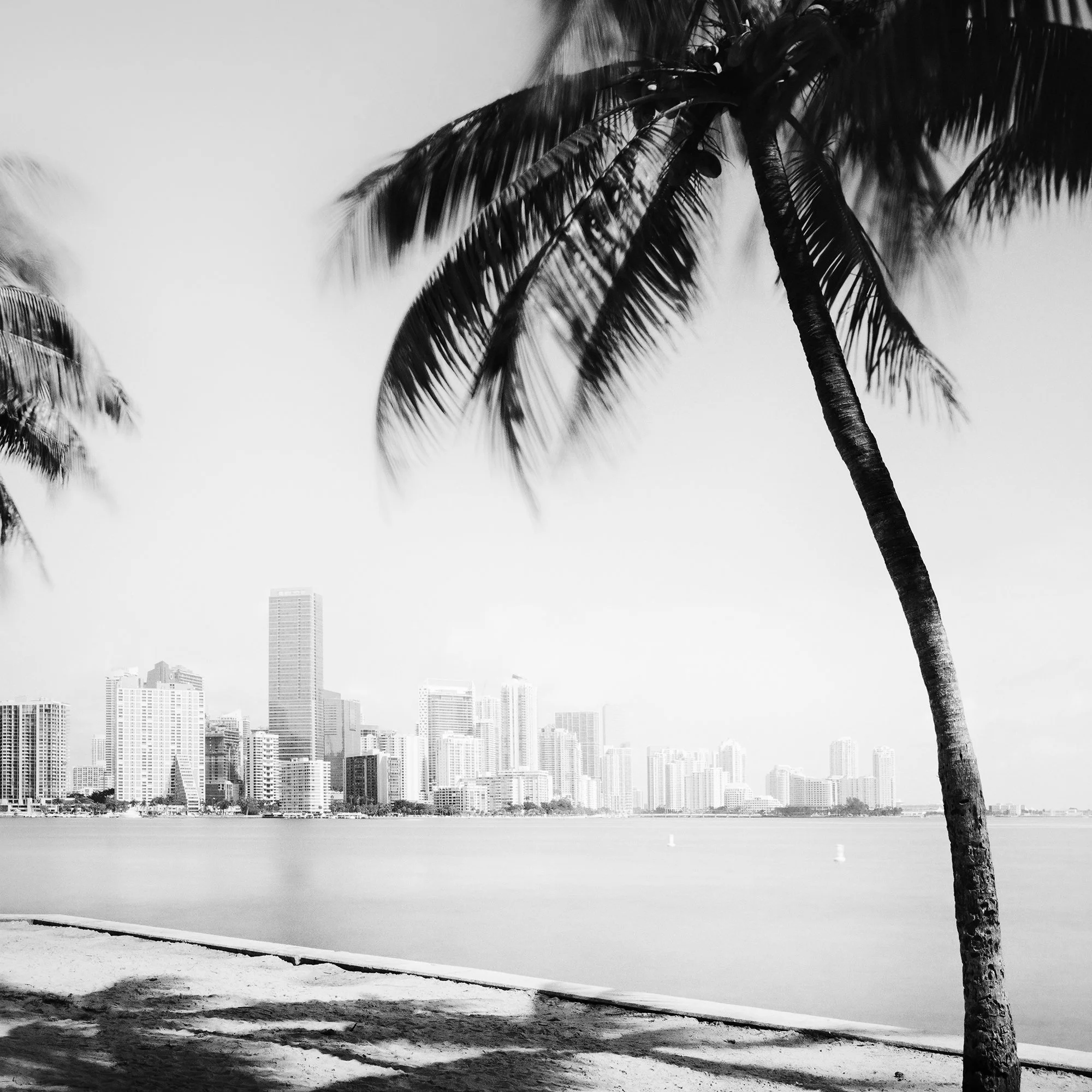 Gerald Berghammer - Black and white cityscape photography. Beach with palm trees in the foreground and the city skyline of Miami Beach in the background. Print detail 2