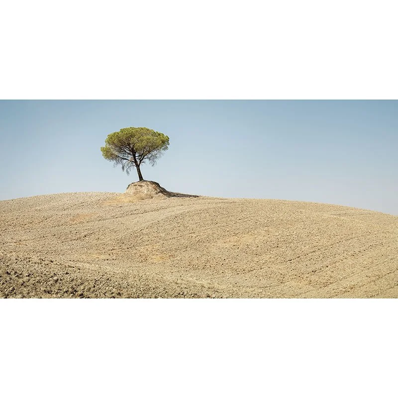 Gerald Berghammer - Italian Stone Pines Study 6, Tuscany, Italy