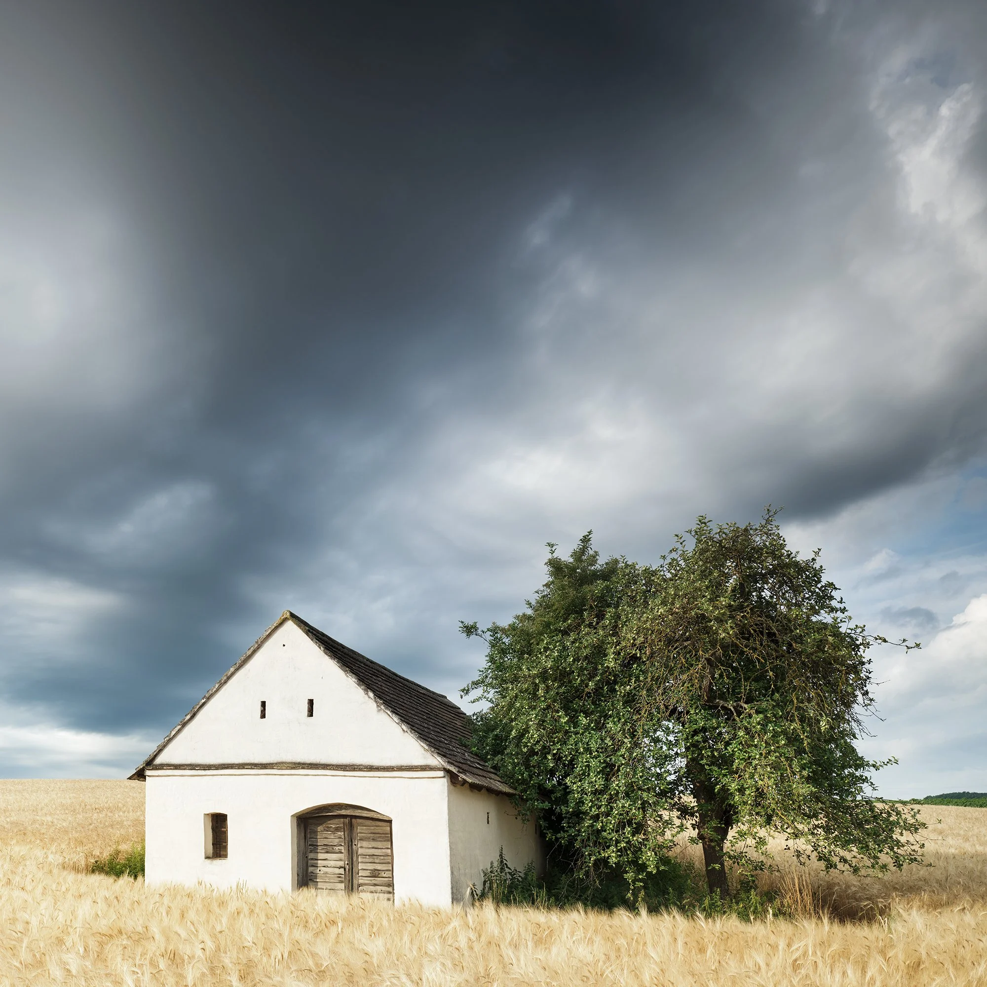 Small white wine press house in a golden wheat field under dramatic storm clouds – cropped view