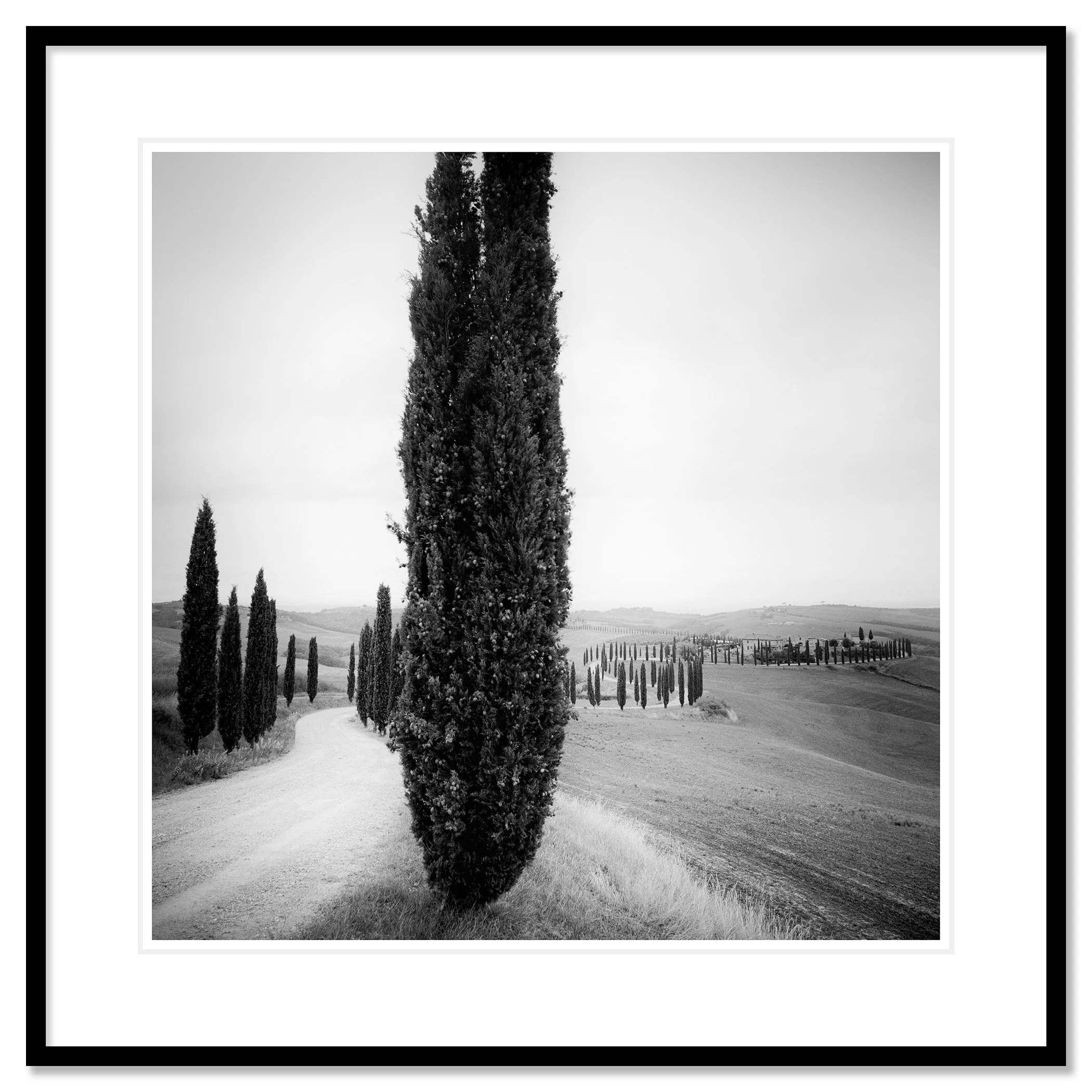 Cypress Trees Study 2 displayed in a black aluminium frame with white mount by Gerald Berghammer.
