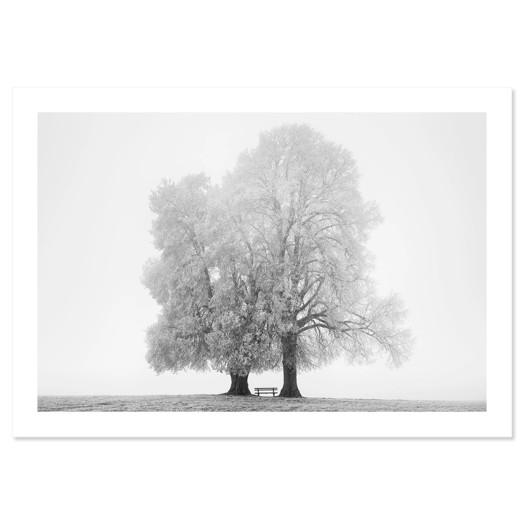 Gerald Berghammer - Black and white snow landscape photography. Two large, leafless trees with a small bench between them on a grassy field. Fine art print only