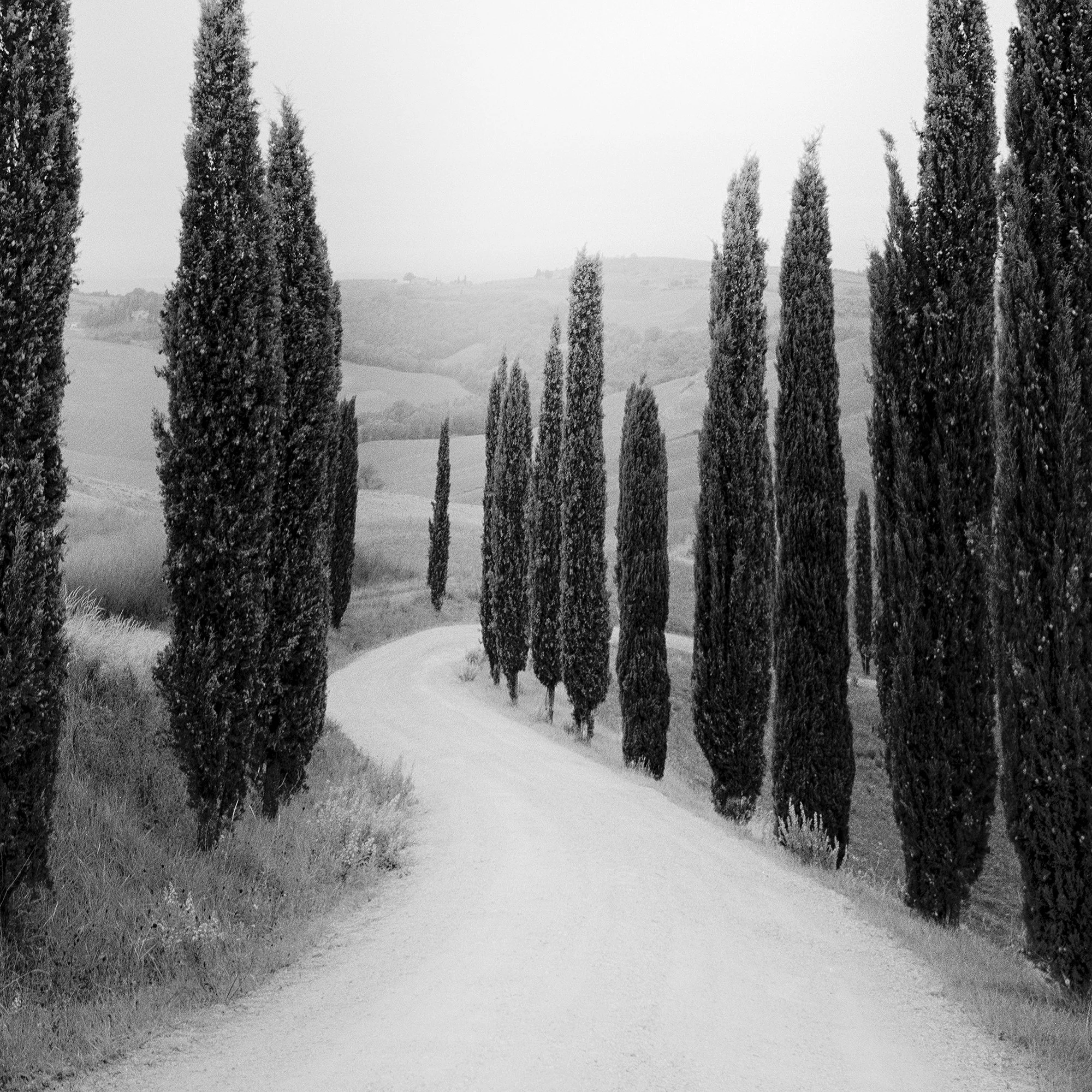 Close detail of Path Lined with Cypress Trees showing the cypress-lined road in Tuscany by Gerald Berghammer.