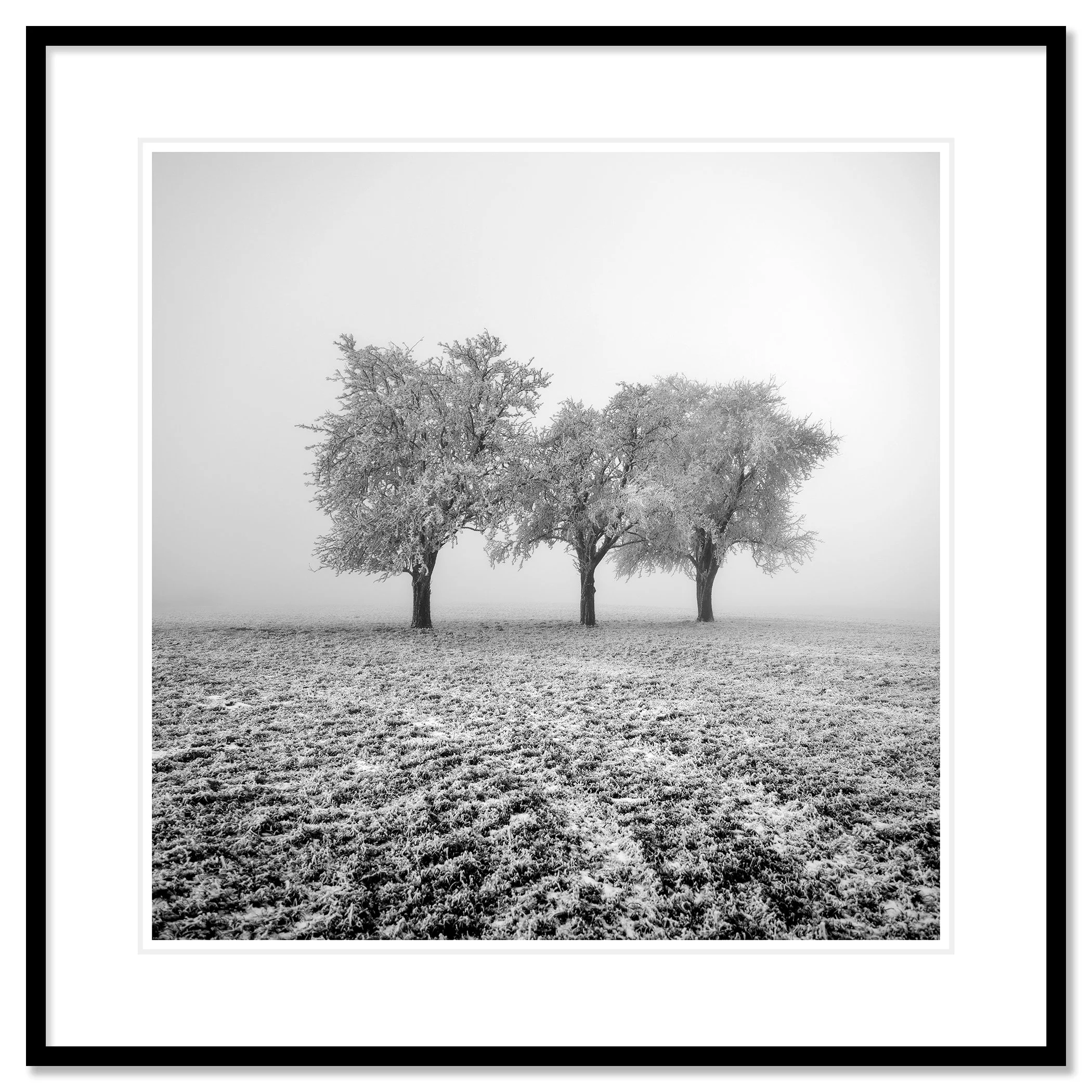Frozen Apple Trees Study 1 – Austria, archival pigment print in a black aluminium frame with white mount and anti-reflective glass.