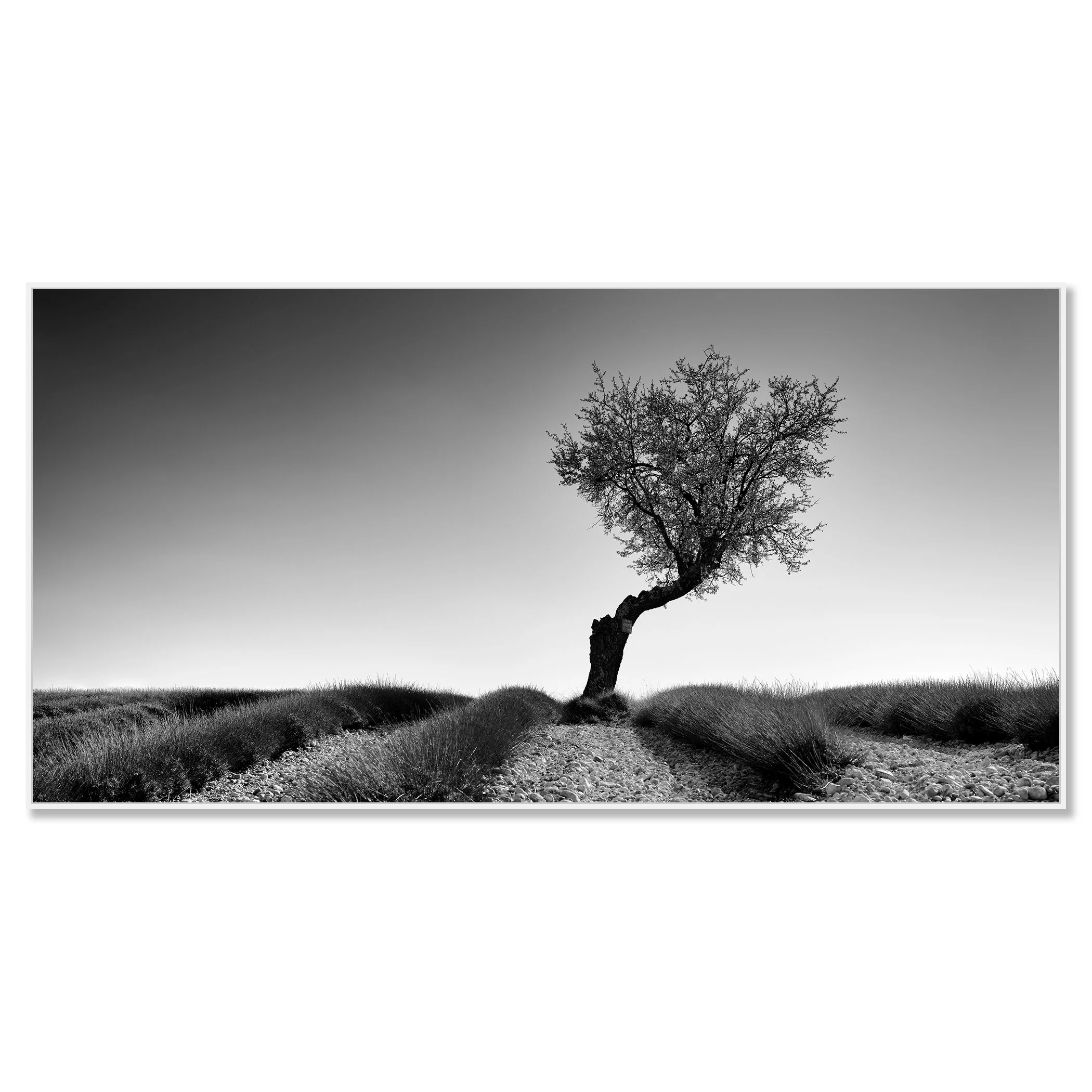 Black and white photo of a lone twisted tree in a lavender field – framed ArtBox white