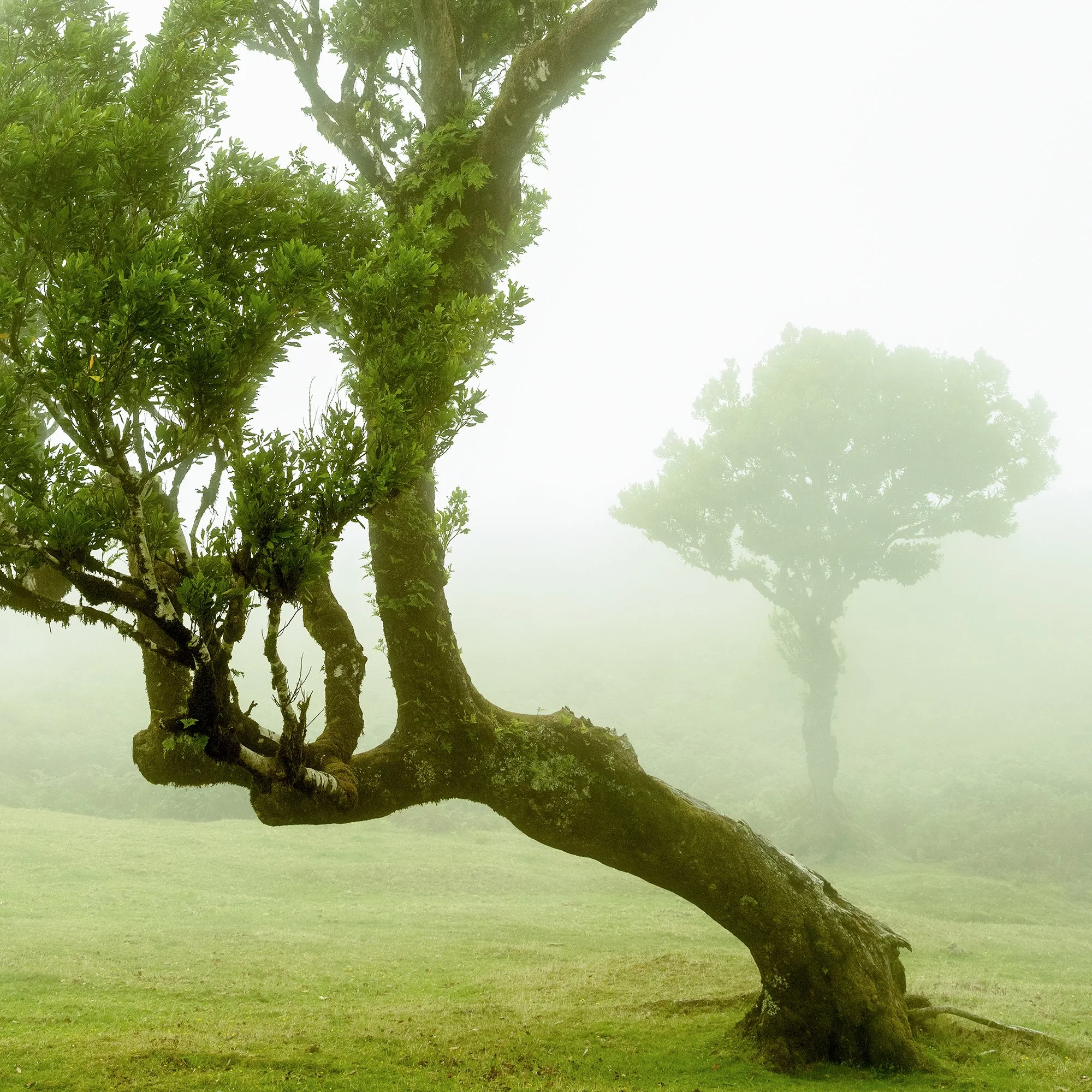 Gerald Berghammer - Color mystical landscape Photography. A uniquely shaped tree with a curved trunk, standing on a cow meadow, shrouded in fog. Print detail 3