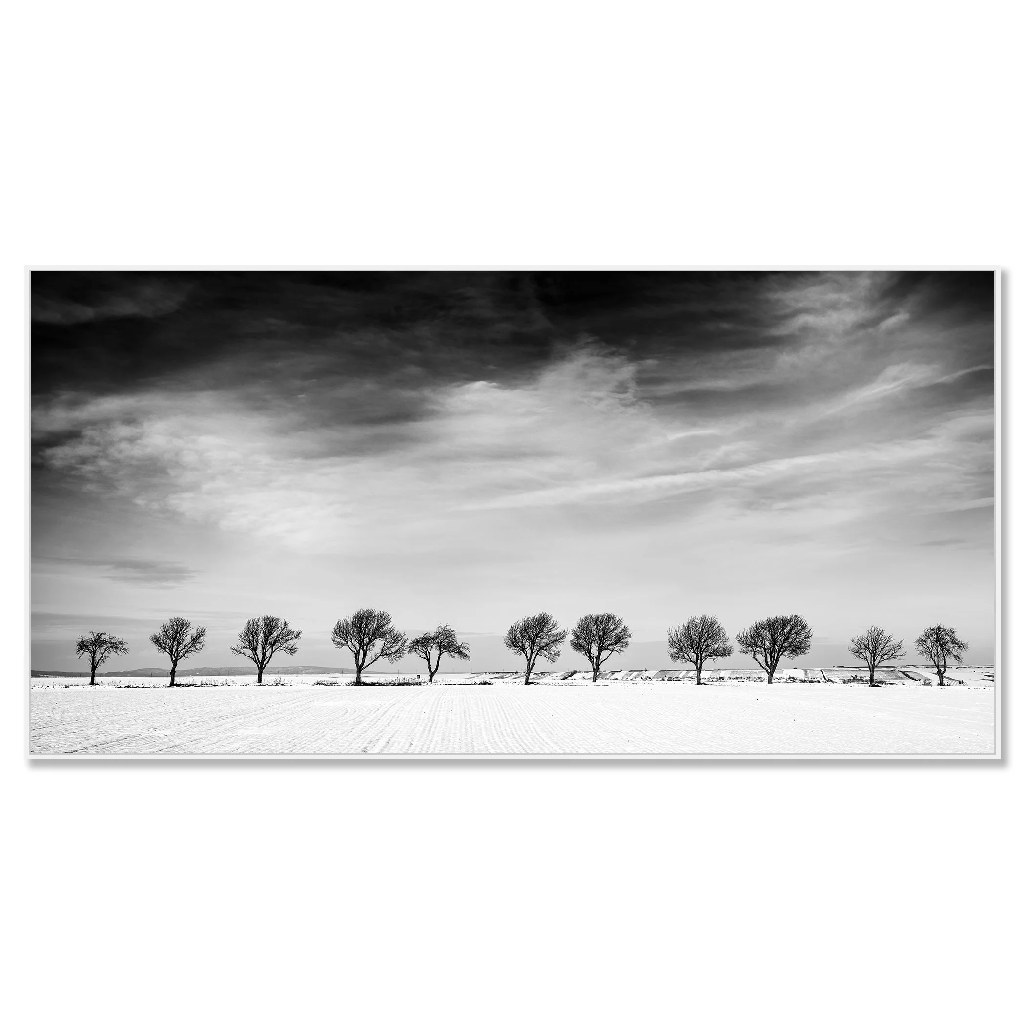 Eleven Trees in a Snow Field – Austria, black-and-white photograph mounted on Dibond in a white aluminium ArtBox frame.
