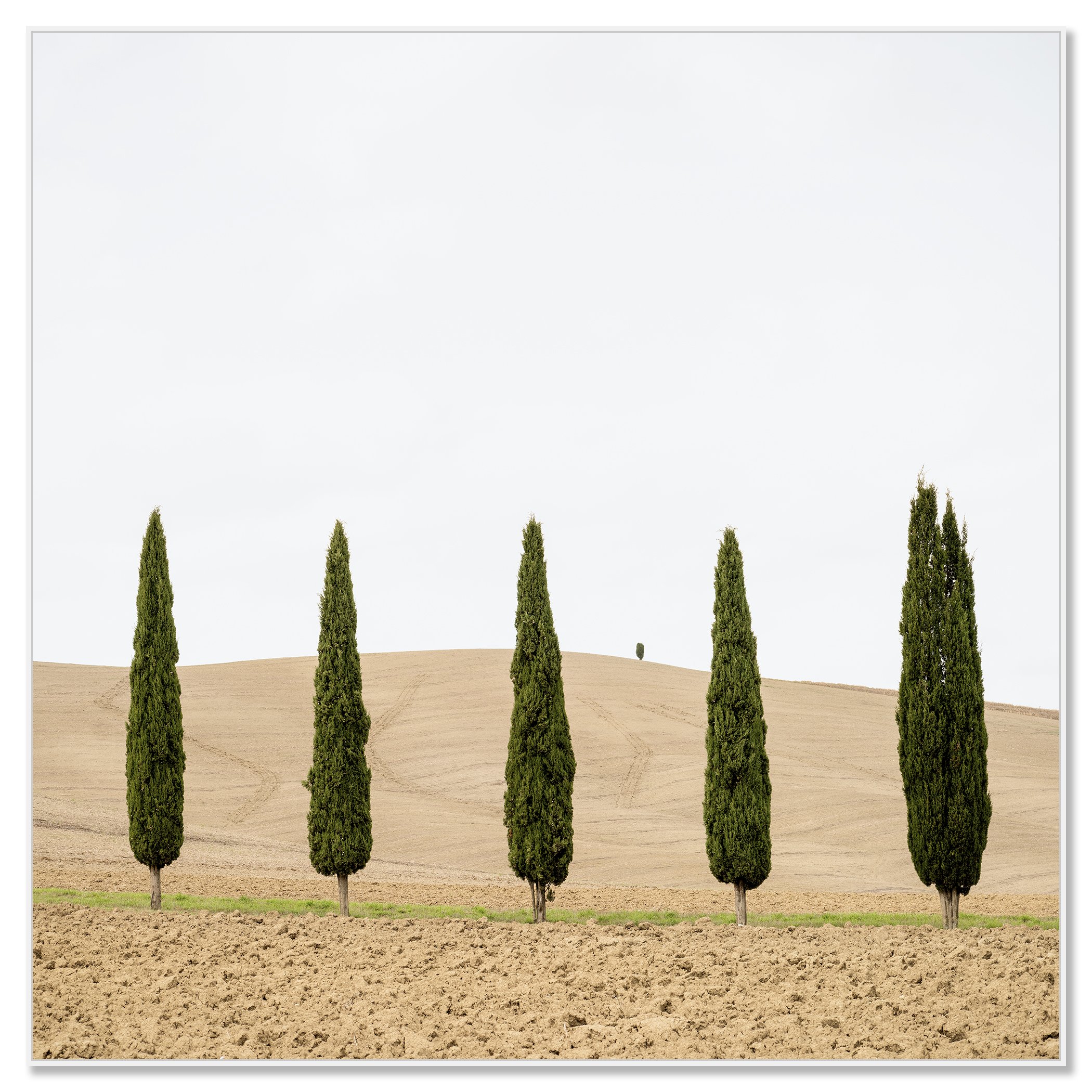 Harvest Field with Cypresses – Tuscany, Italy, colour photograph mounted on Dibond in a white aluminium ArtBox frame.