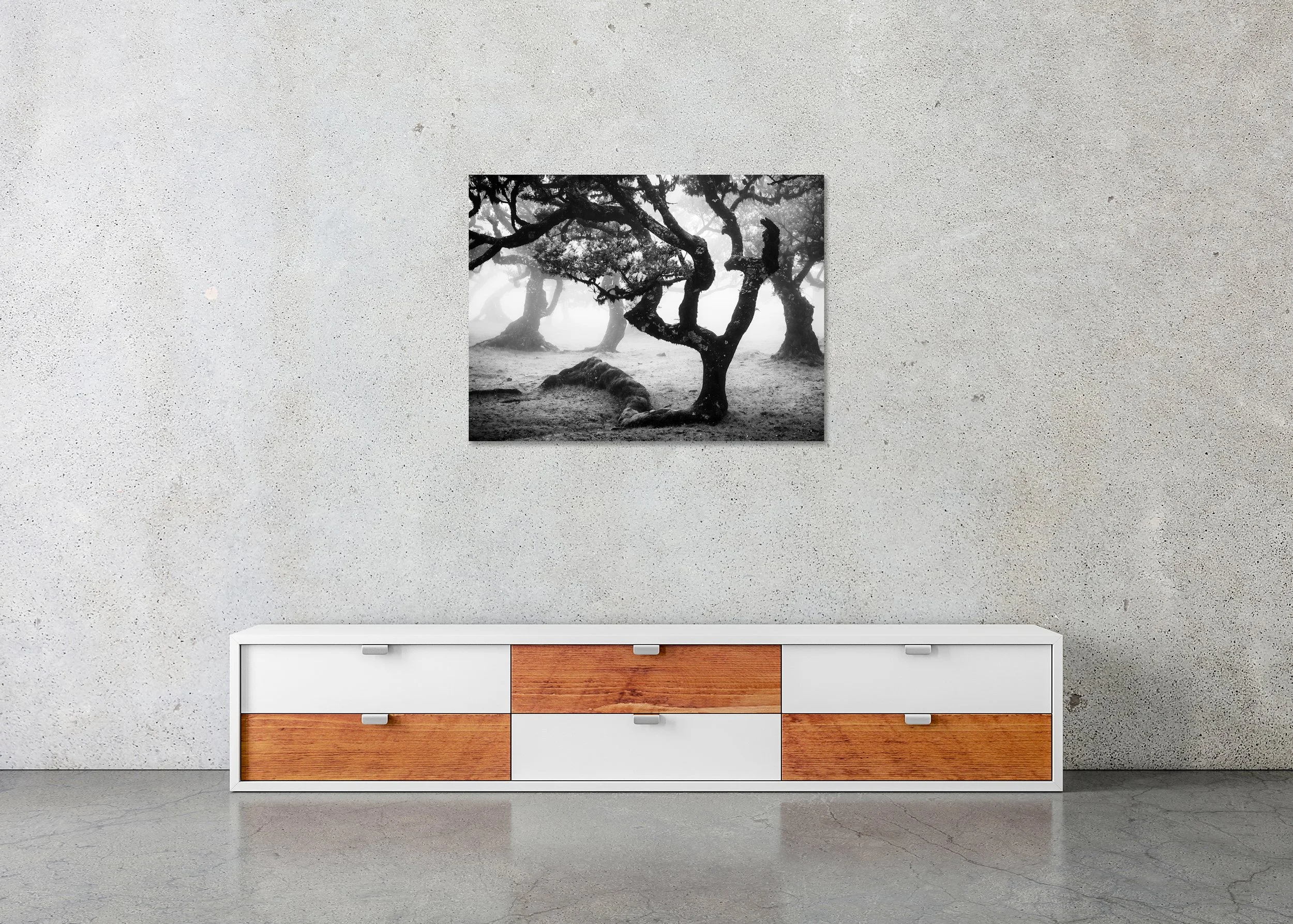 Black-and-white photo print of ancient twisted trees in a misty forest, with gnarled trunks and branches emerging from fog, mounted to Dibond, frameless.