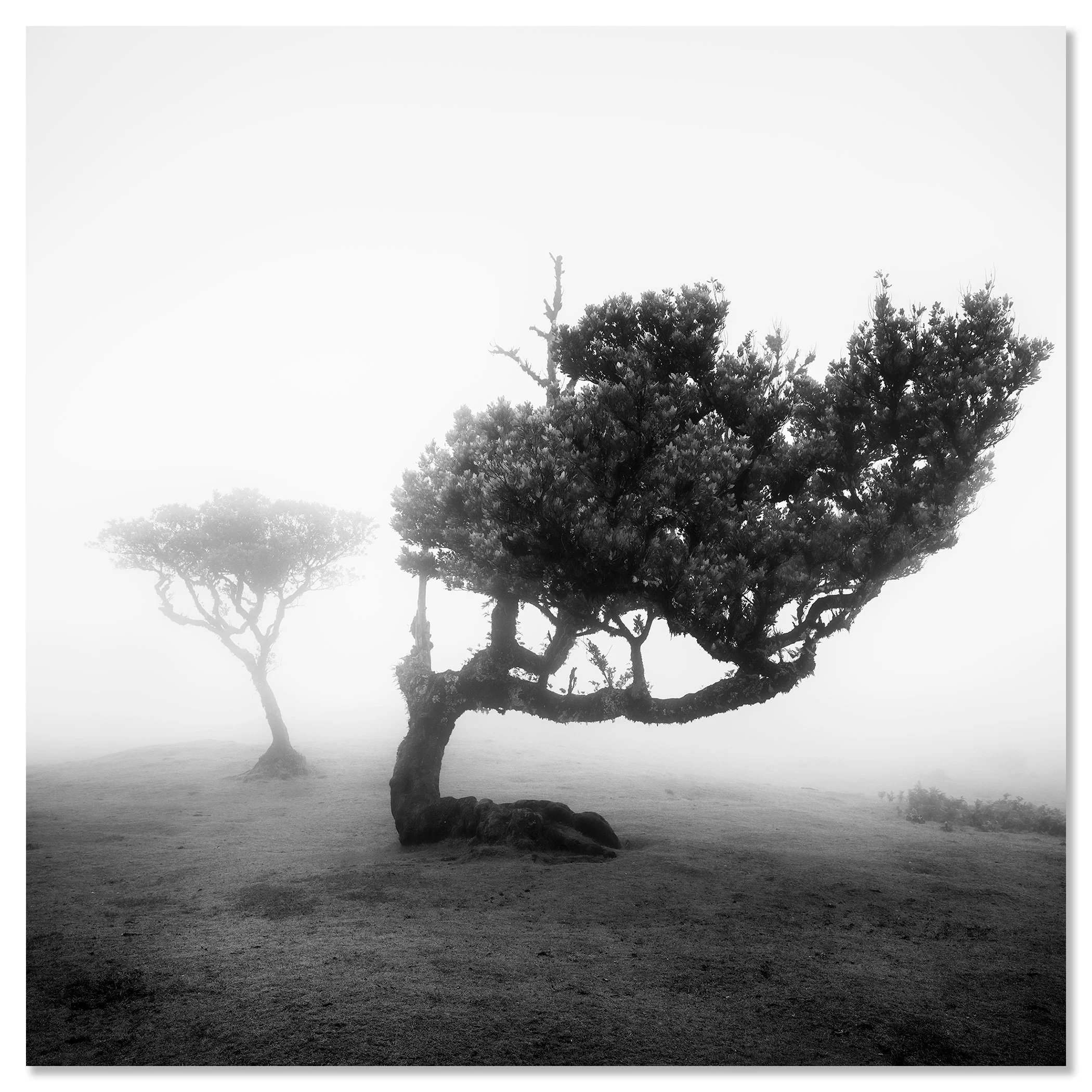 Ancient Laurel Cloud Forest Study 2 as a frameless black-and-white aluminium Dibond print by Gerald Berghammer.
