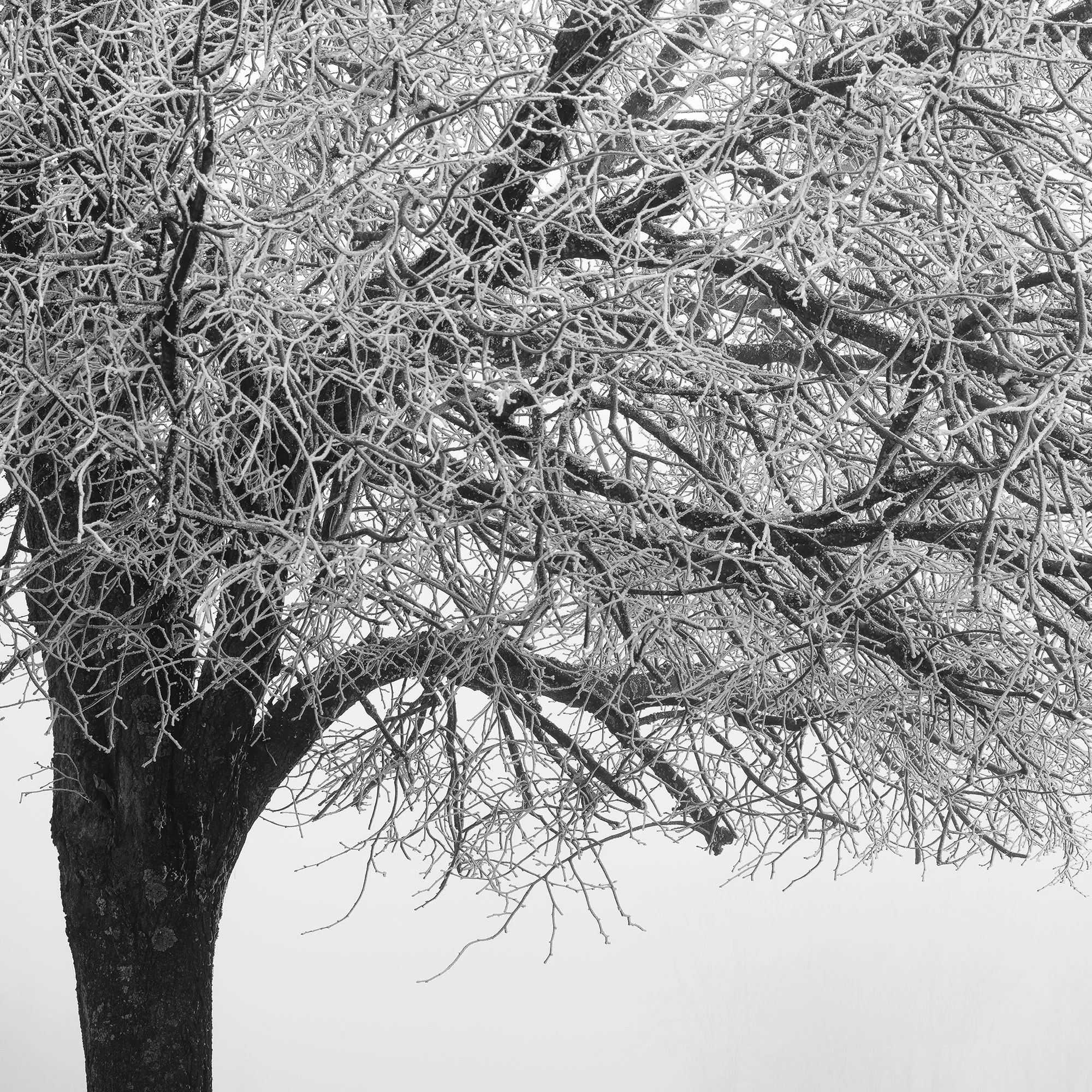 Detailed view of winter tree branches and mist in Cold Foggy Winter Morning Study 1 by Gerald Berghammer.