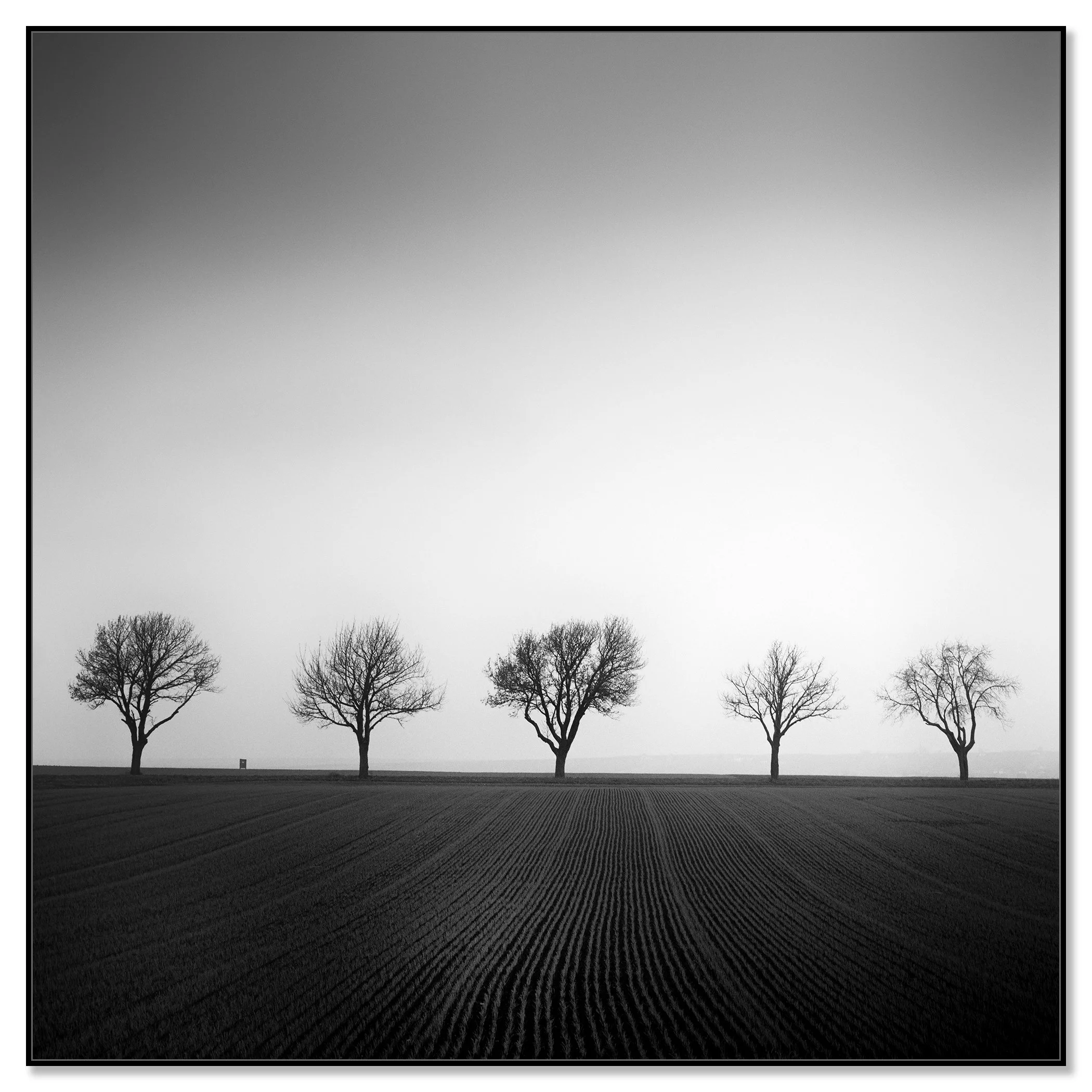 Cherry Tree Avenue, Study 1 – black-and-white photograph on Dibond in a black aluminium ArtBox. Photo by Gerald Berghammer.