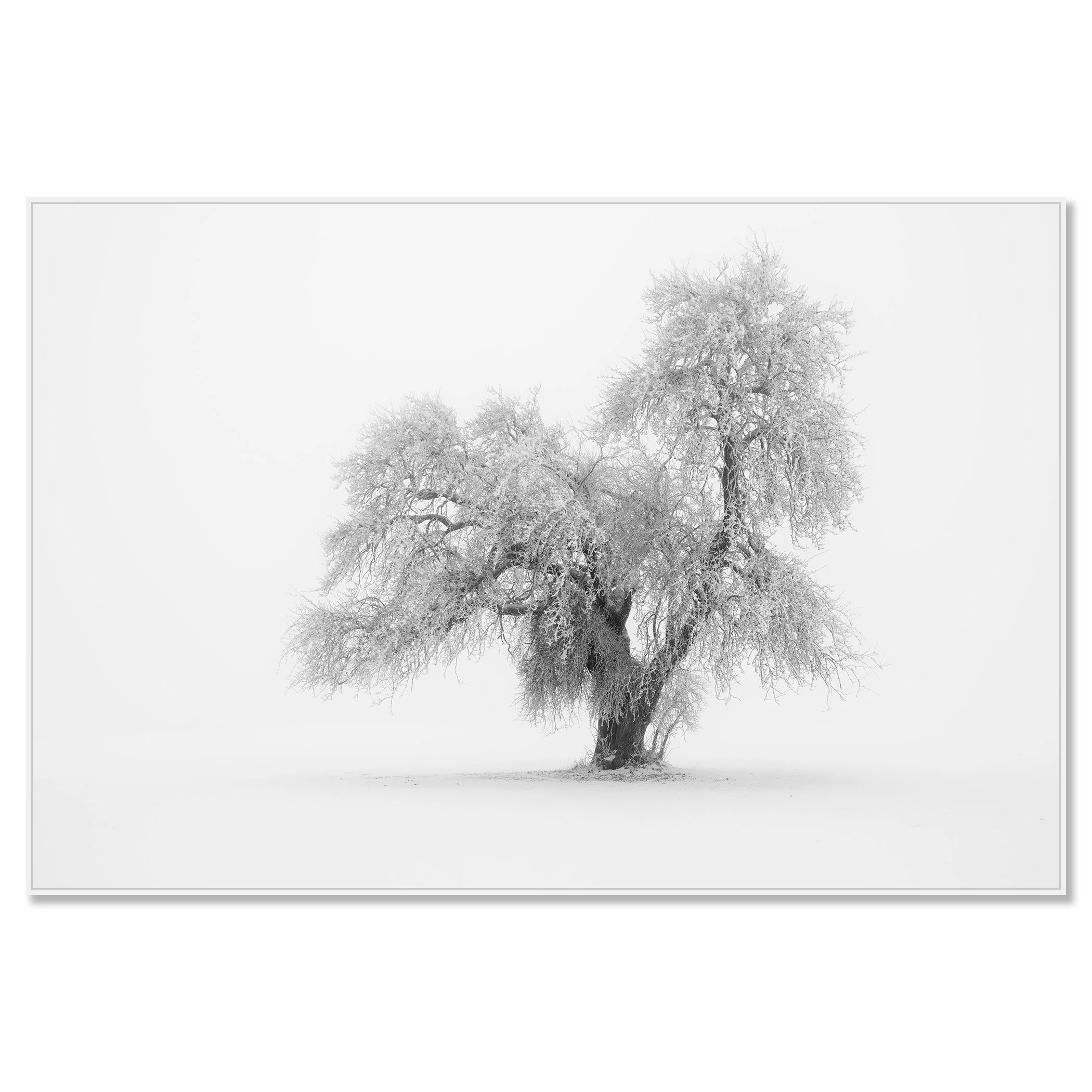 Minimalist Winter Tree Study 1 – Austria, black-and-white photo print on Dibond in a white aluminium ArtBox frame.