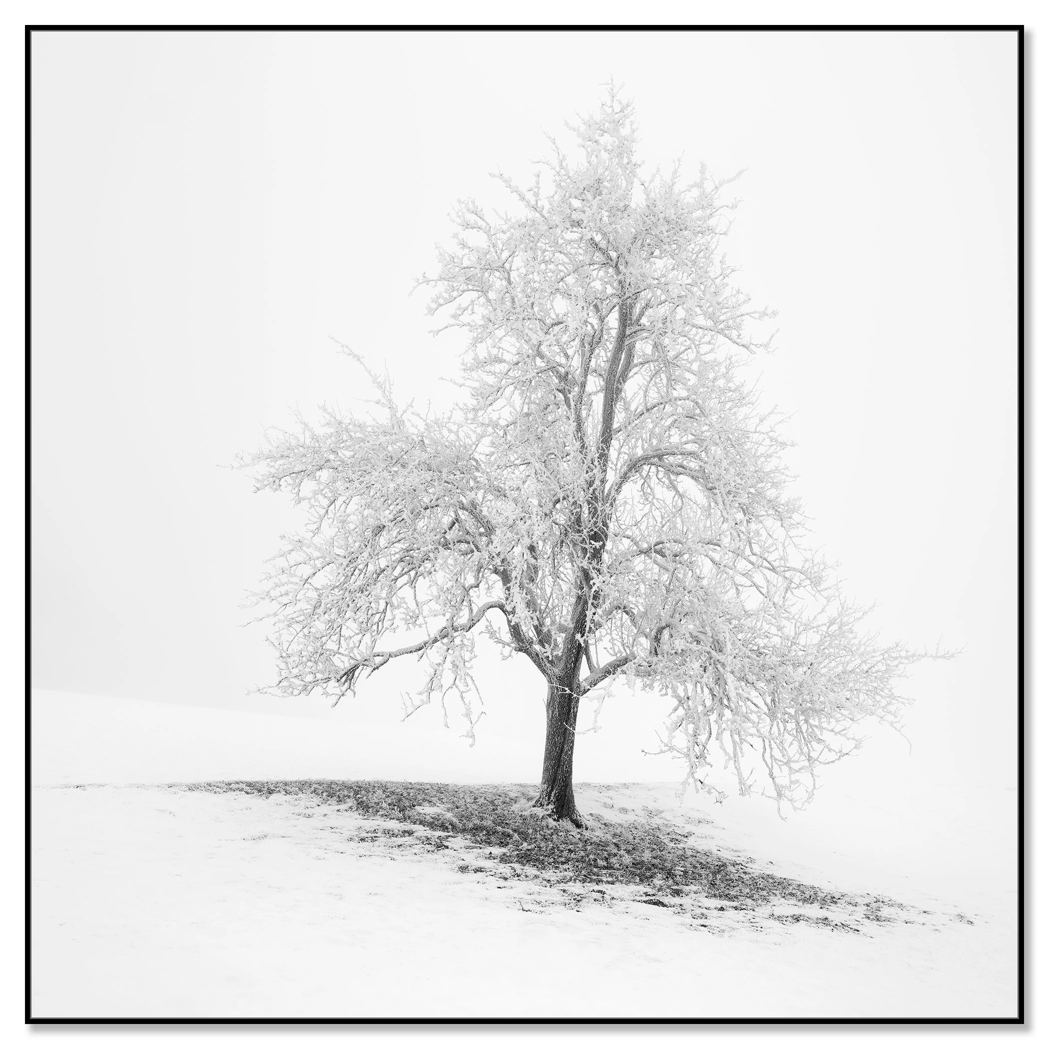 Frosted Winter Tree – Austria, black-and-white photo print in a black aluminium ArtBox frame