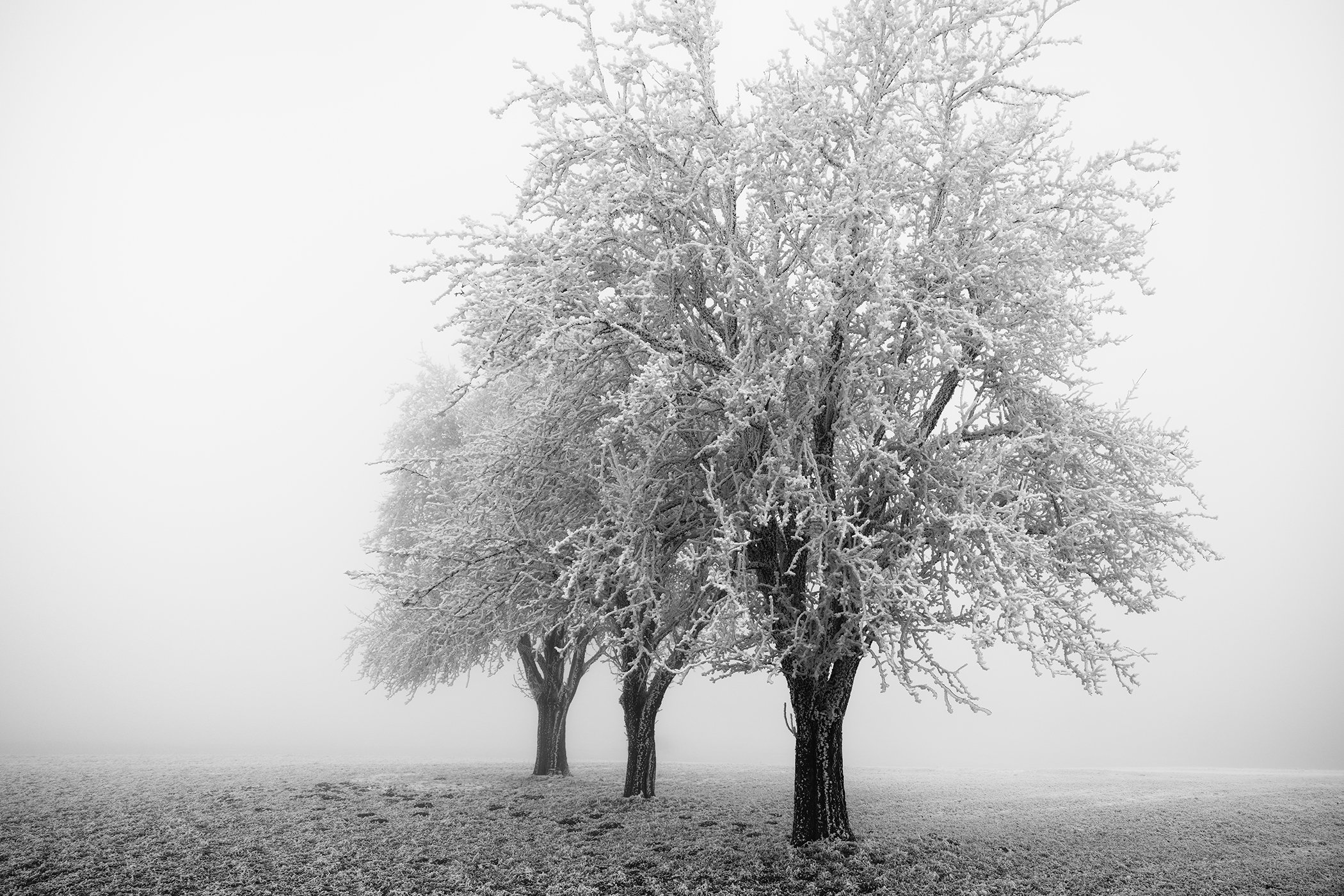 Minimalist black-and-white winter landscape of three frost-covered apple trees in misty Austria by Gerald Berghammer.