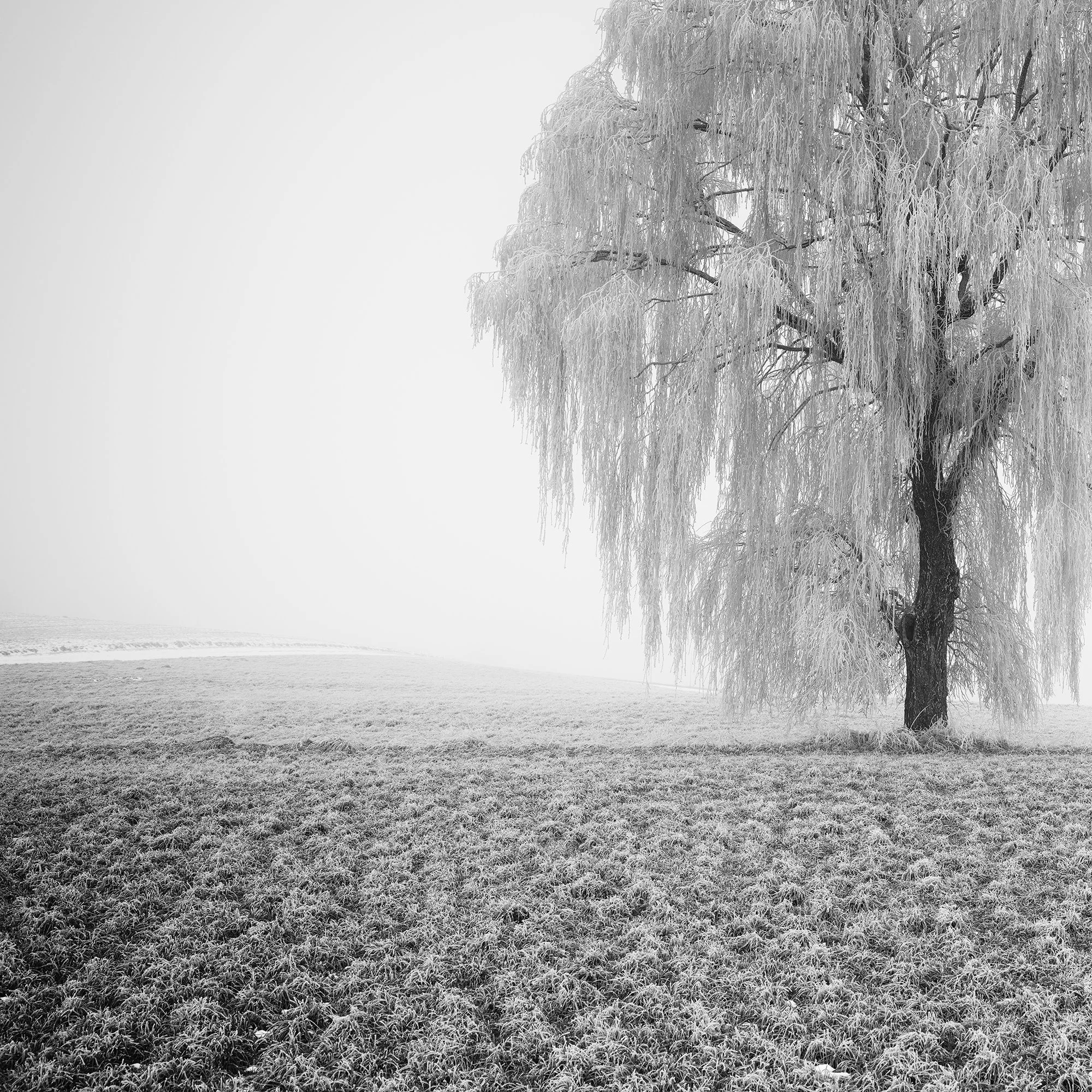 Close-up detail of frost-covered willow branches in Frozen Willow Tree Study 1 by Gerald Berghammer.