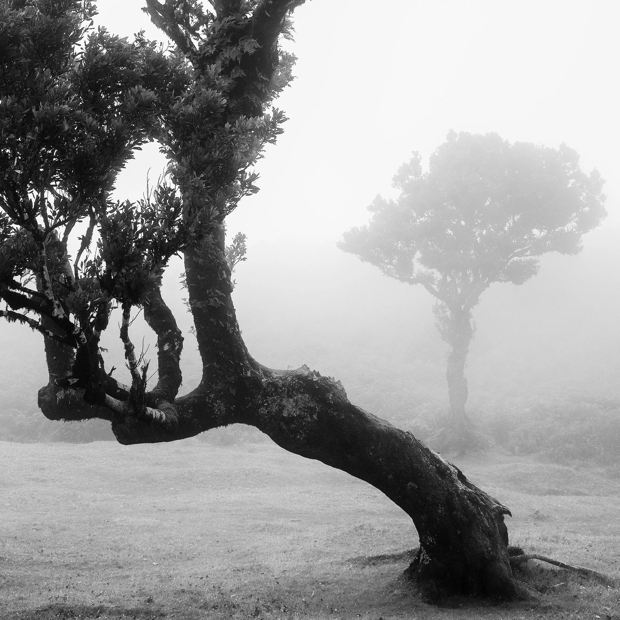 Close-up of a curved laurel tree trunk with another tree fading into the fog in Fanal Forest by Gerald Berghammer.