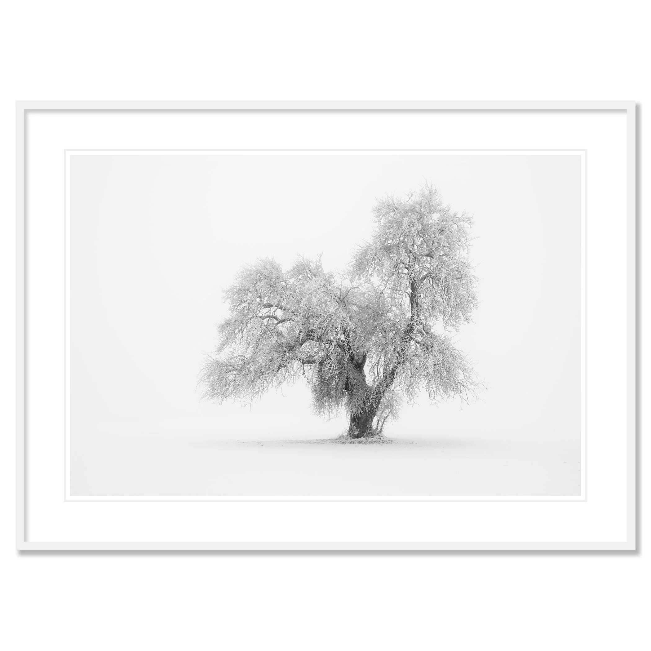 Minimalist Winter Tree Study 1 by Gerald Berghammer presented in a white aluminium frame with a white museum-quality mount.