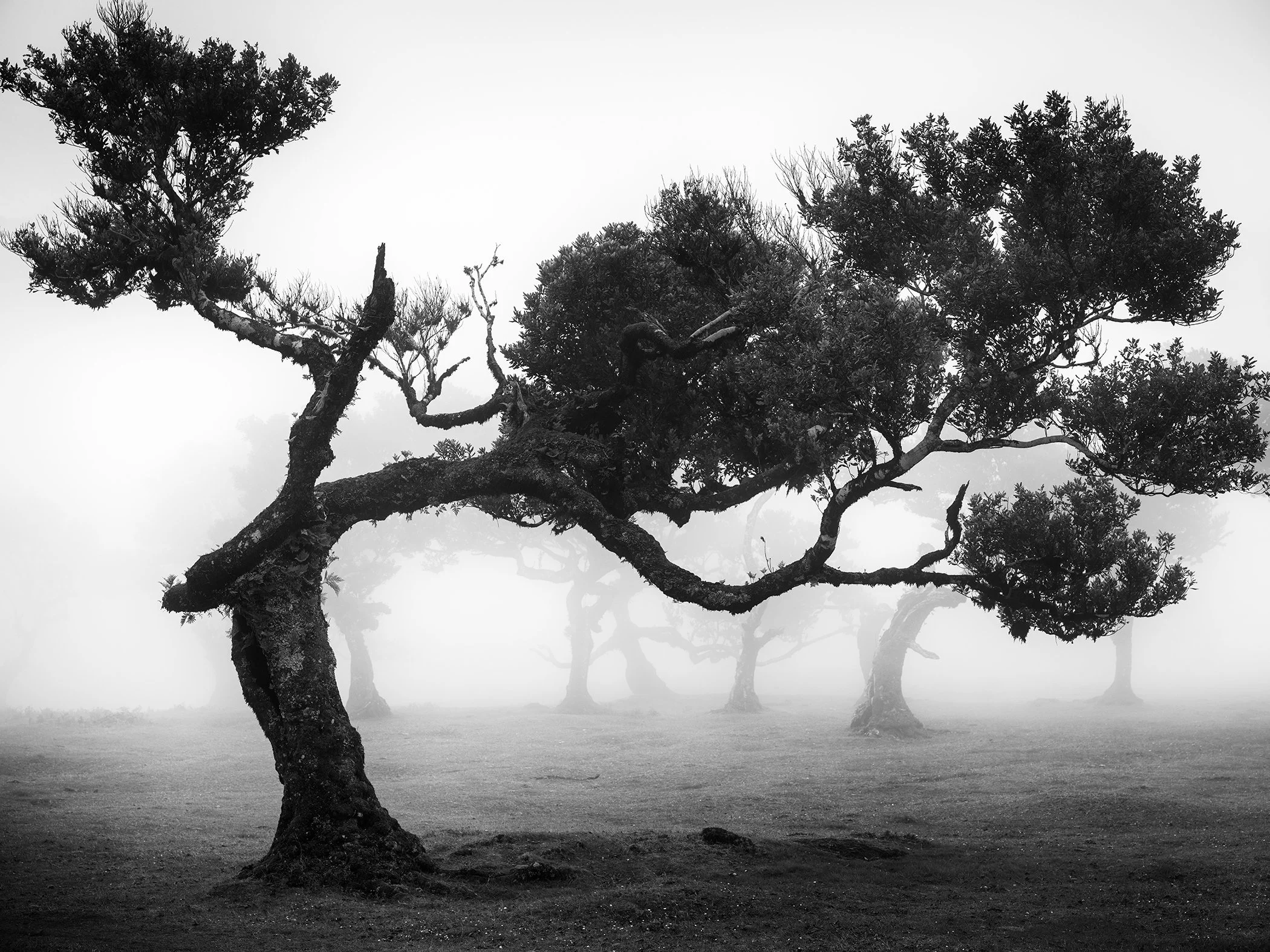 Ancient Laurisilva Forest Study 9, a minimalist black-and-white photograph of a sculptural laurel tree surrounded by fog in Fanal Forest, Madeira by Gerald Berghammer.