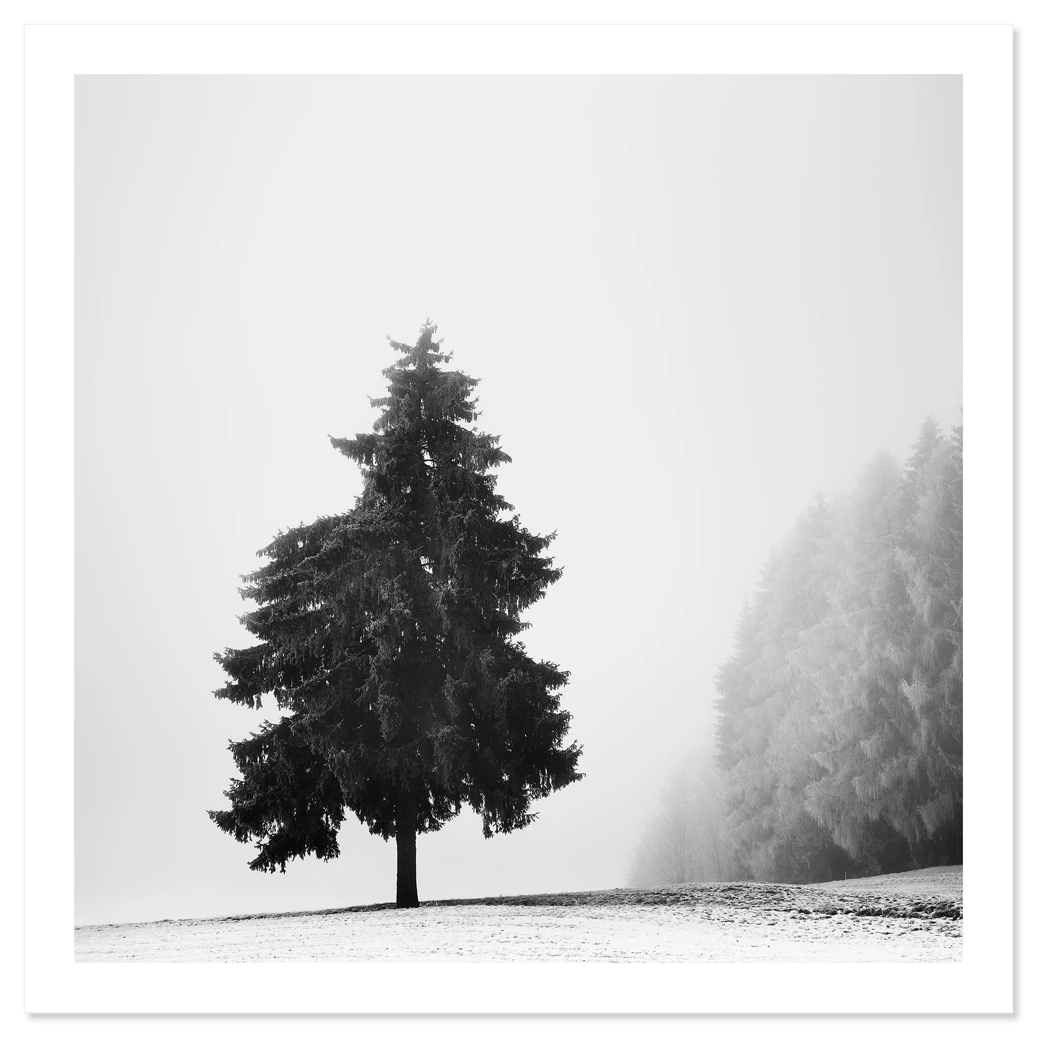 Christmas Tree Study 1 as an archival pigment print with a white border by Gerald Berghammer.