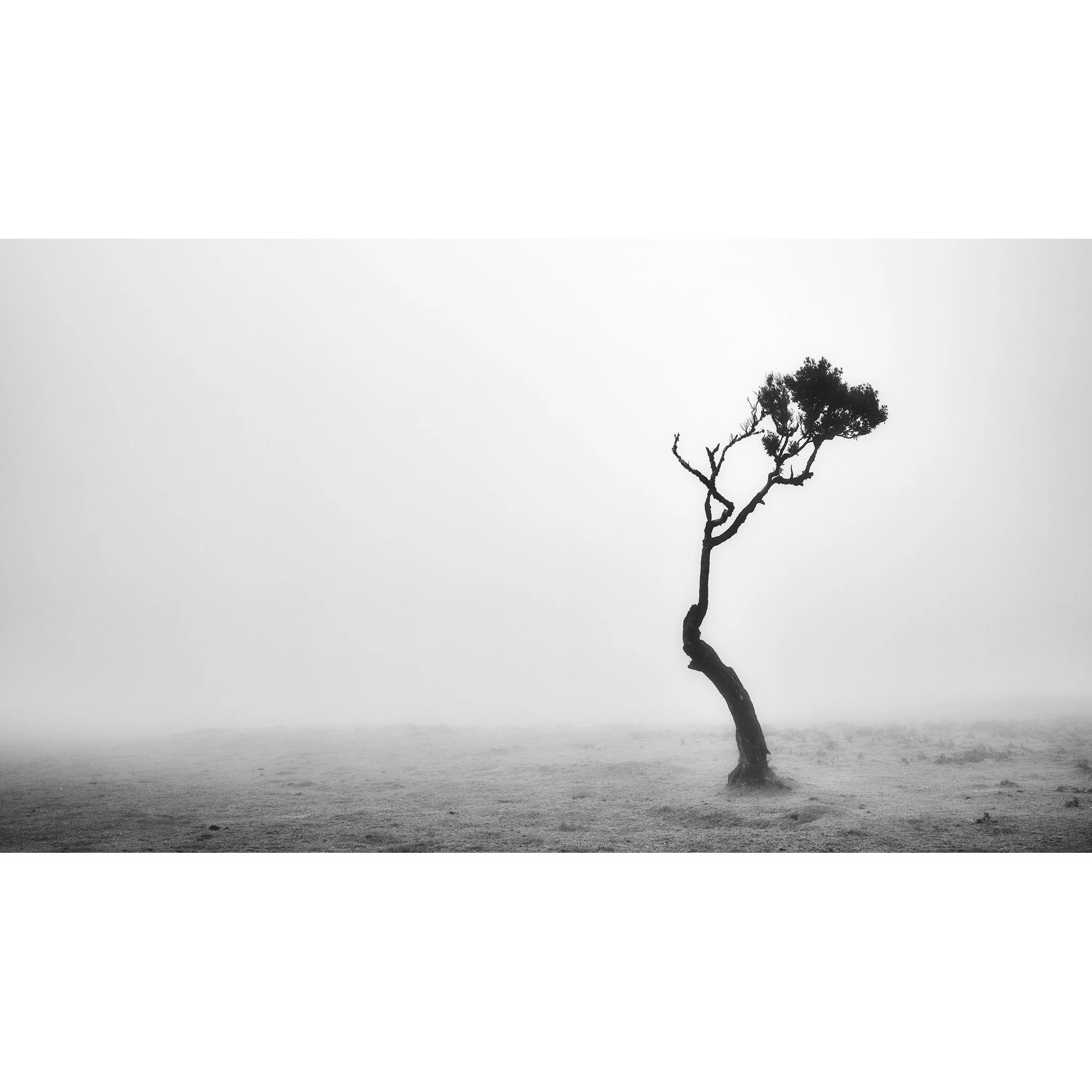 Lonely Tree in the Fog by Gerald Berghammer, minimalist black-and-white photograph of a solitary windswept tree in Fanal Forest, Madeira, Portugal.