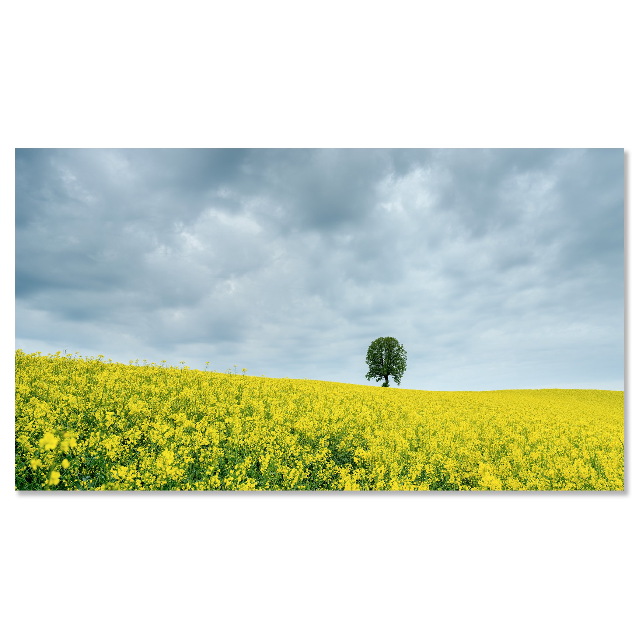 Tree in a Yellow Rapeseed Field by Gerald Berghammer, colour fine art photograph mounted frameless on aluminium Dibond.