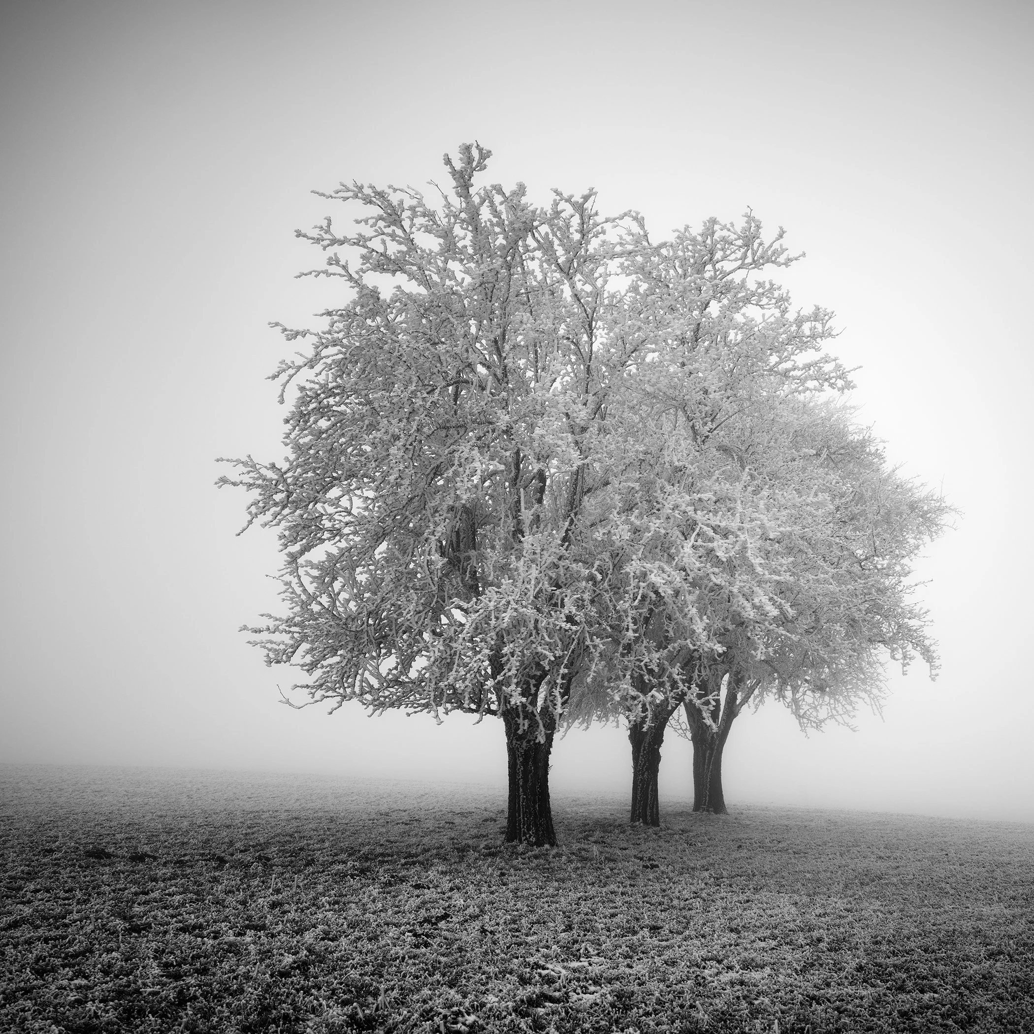 Frost-covered trees standing in a misty field in black and white