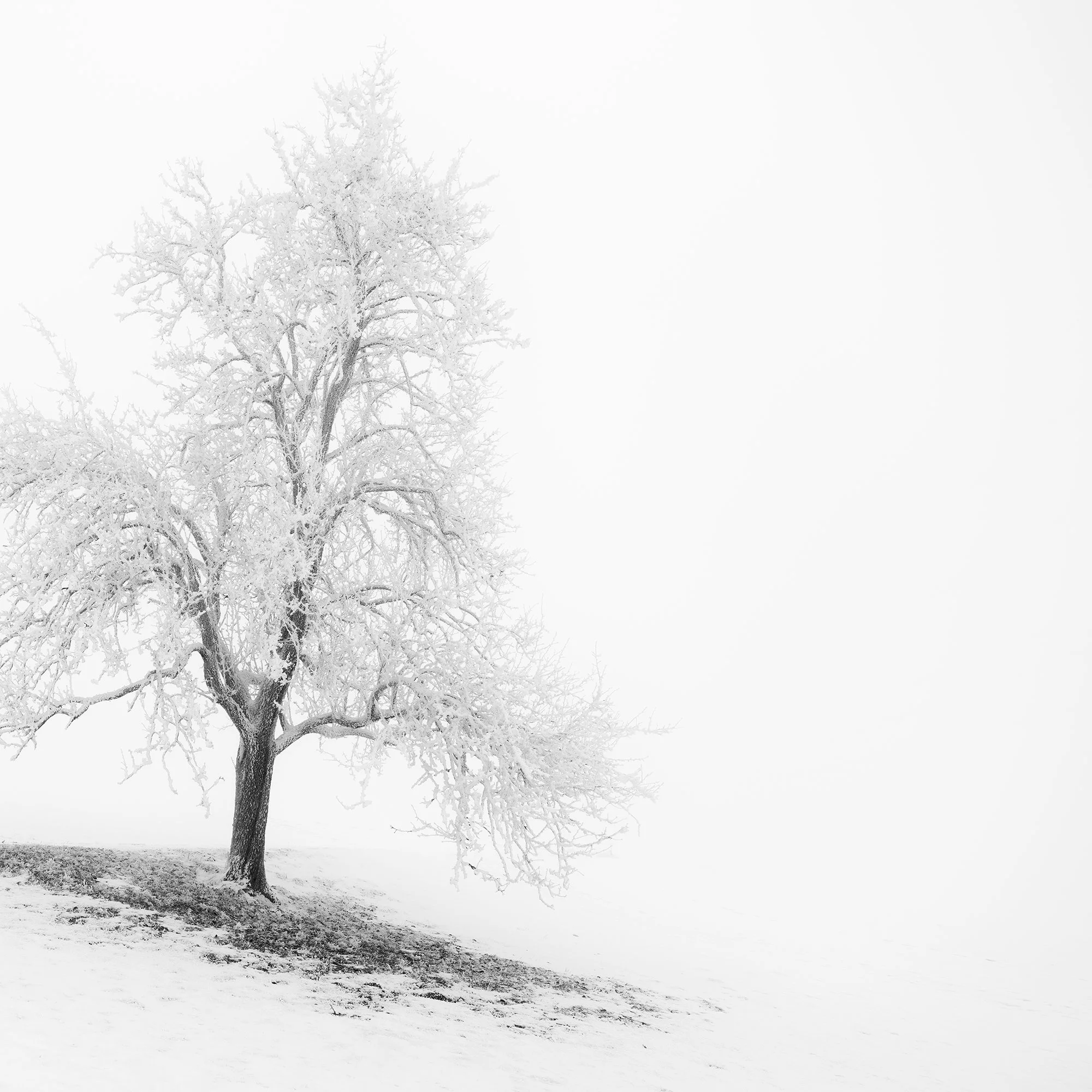 Frosted Winter Tree Panorama by Gerald Berghammer, close-up of the frost-covered tree and high-key negative space.