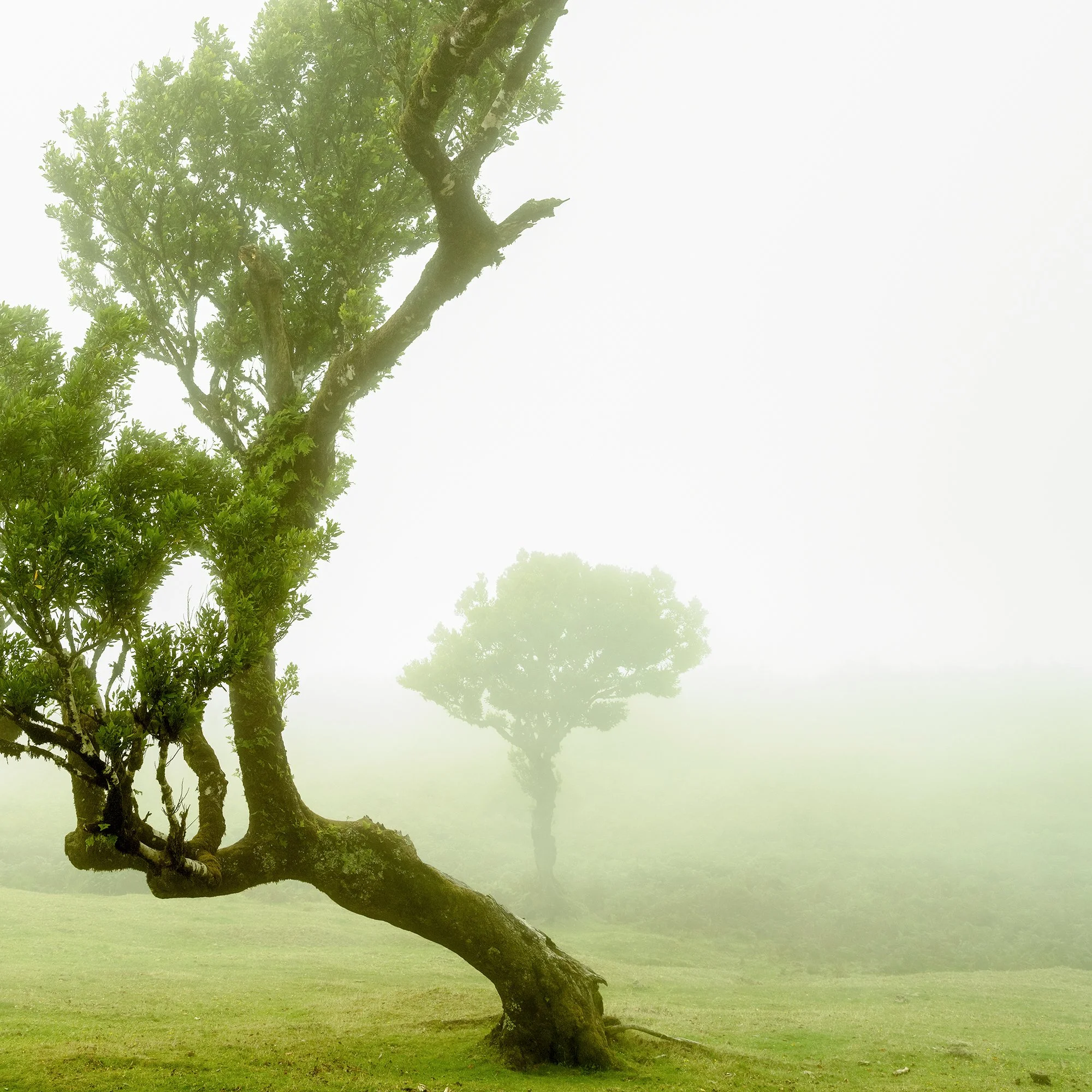 © 2021 Gerald Berghammer - A bent, twisted tree with green leaves in a foggy landscape with other trees in the background. Print detail 2