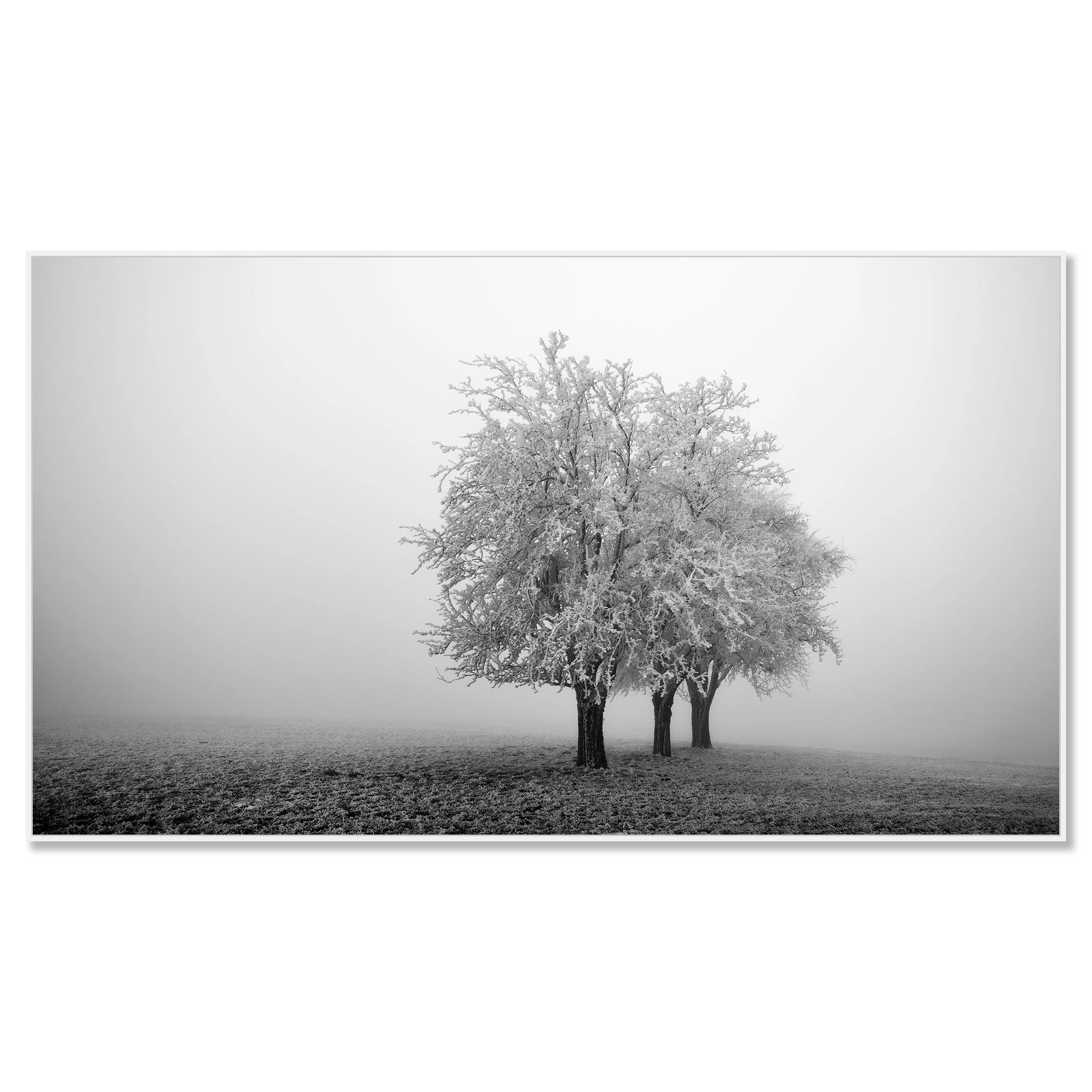 Winter scene with frost-covered trees in dense mist over an open field – framed ArtBox white