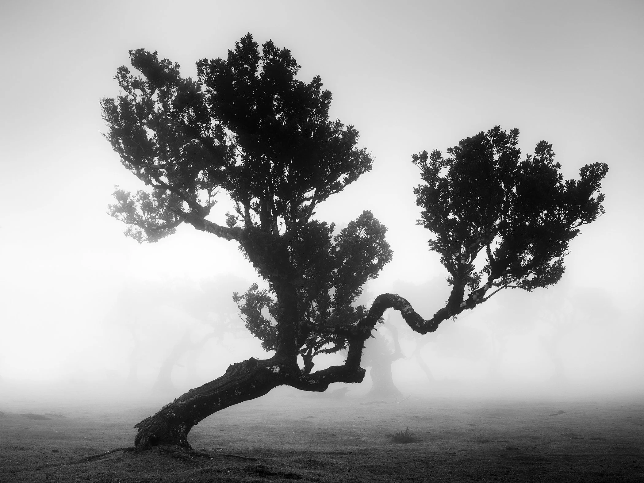Black-and-white fine art photograph of a leaning ancient laurel tree in Madeira’s misty Fanal Forest, by Gerald Berghammer.