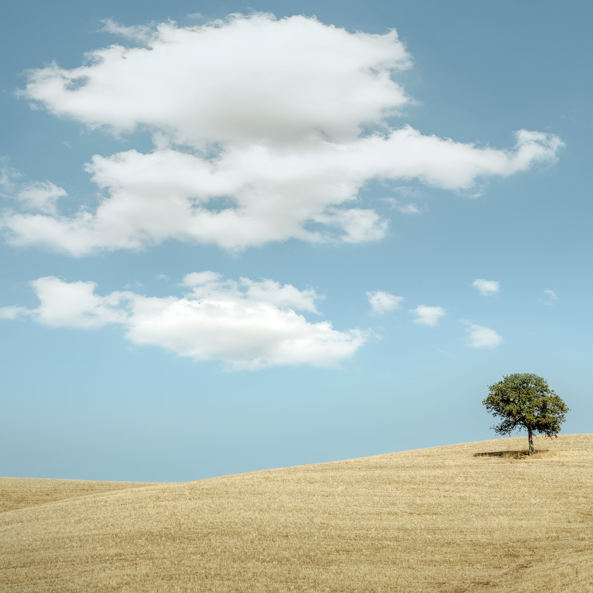© 2021 Gerald Berghammer - Color minimalist Tuscany landscape photography. Two trees on a grassy hill under a blue sky with white clouds. Print detail 1