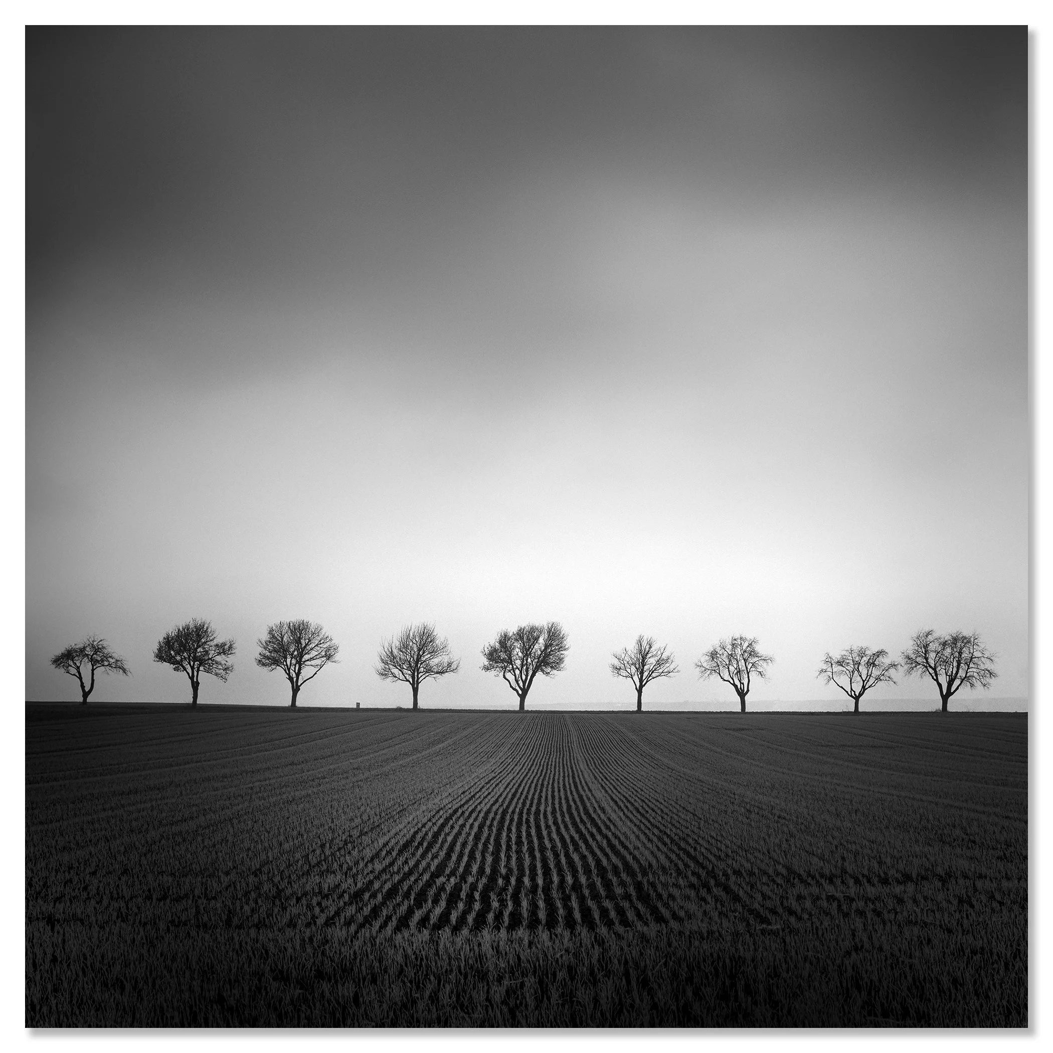 Row of winter trees in a black and white rural field with textured furrows and an overcast sky – dibond frameless