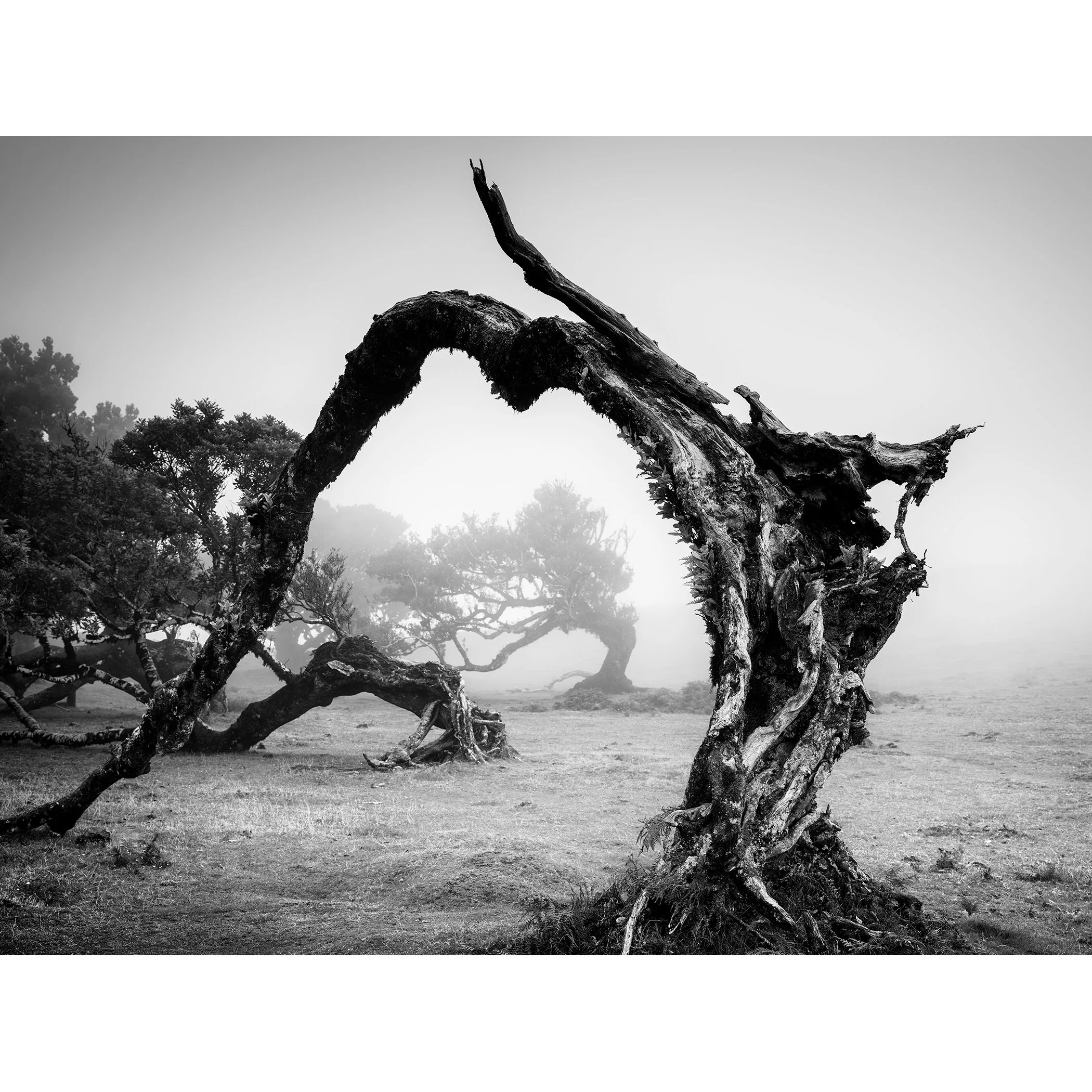 Bent Tree in the Fog Study 1, minimalist black-and-white photograph of a gnarled tree in the misty landscape of Madeira, Portugal, by Gerald Berghammer.