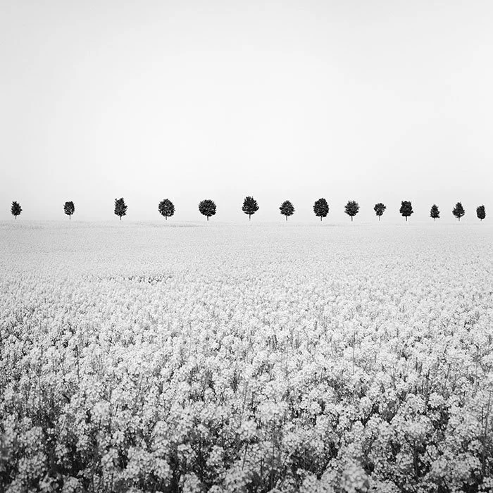 Brassica Napus Study 1 – France | Gerald Berghammer