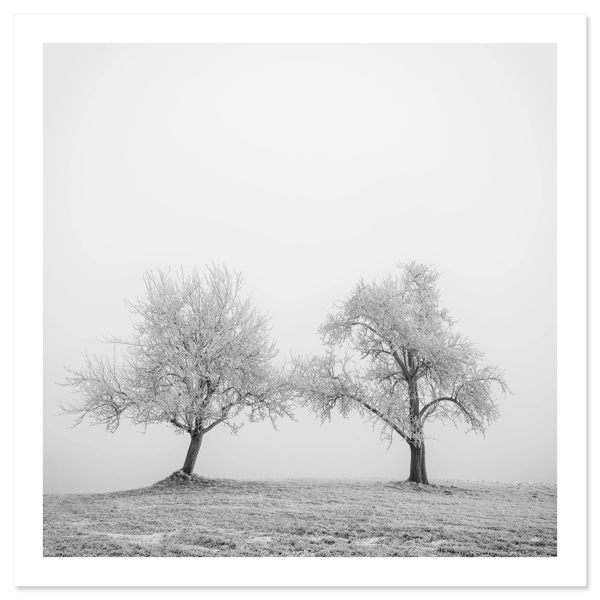 Hoarfrosted Trees Study 1 by Gerald Berghammer, minimalist black-and-white fine art photograph of two frost-covered trees, print only.