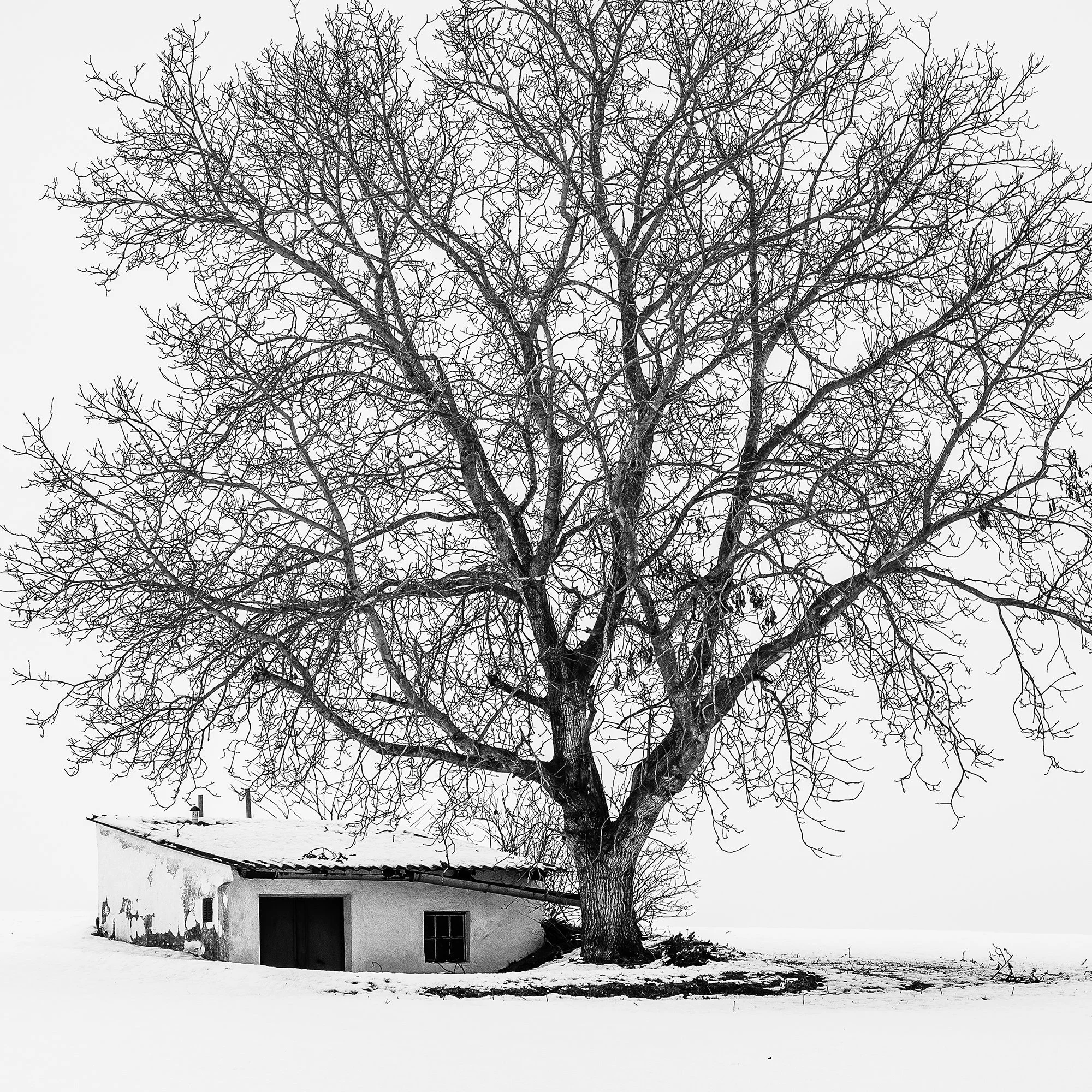 Close-up detail of the leafless tree and small wine press house in Gerald Berghammer’s black-and-white photograph.