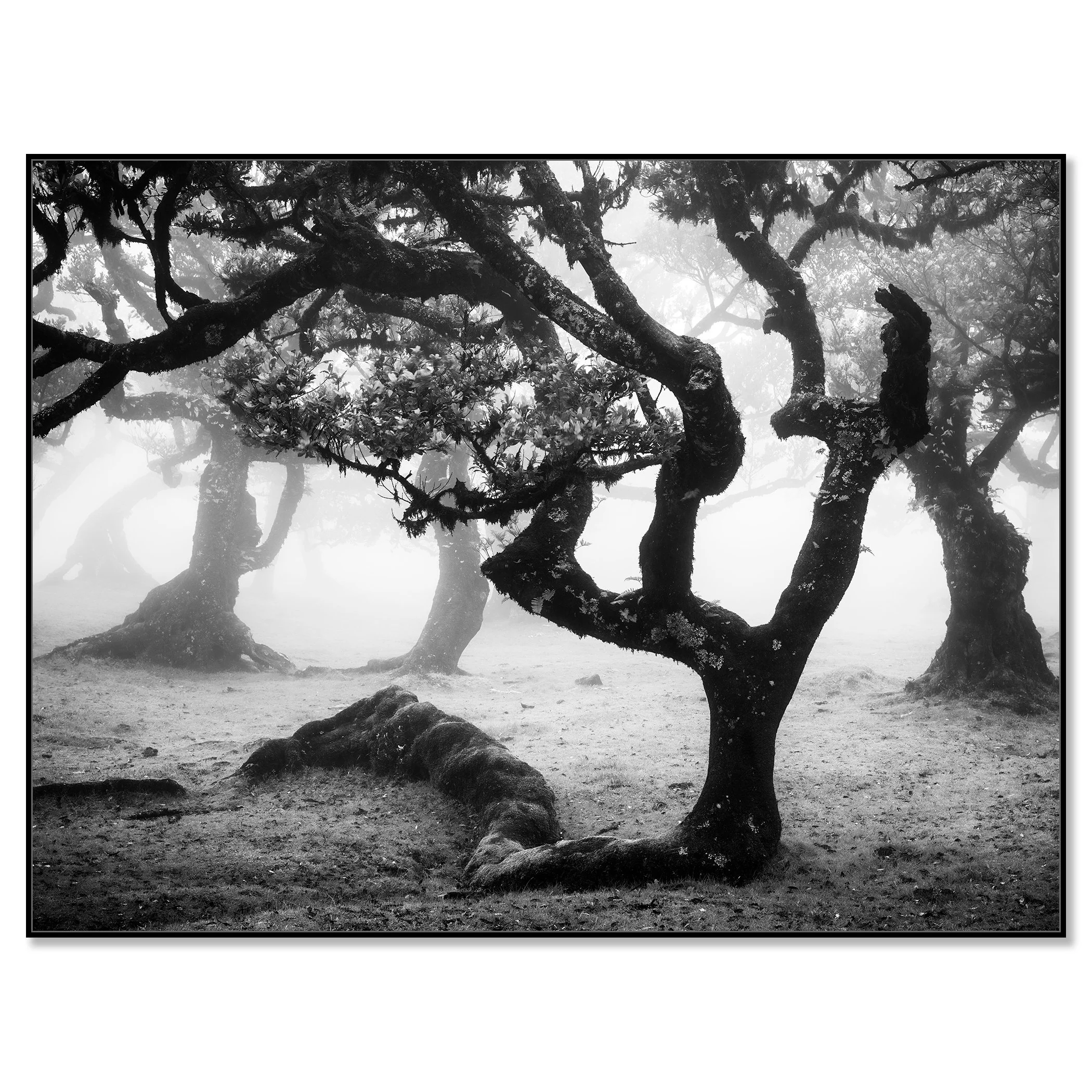 Ancient Laurisilva Forest, Study 13 – black-and-white photograph on Dibond in a black aluminium ArtBox by Gerald Berghammer.