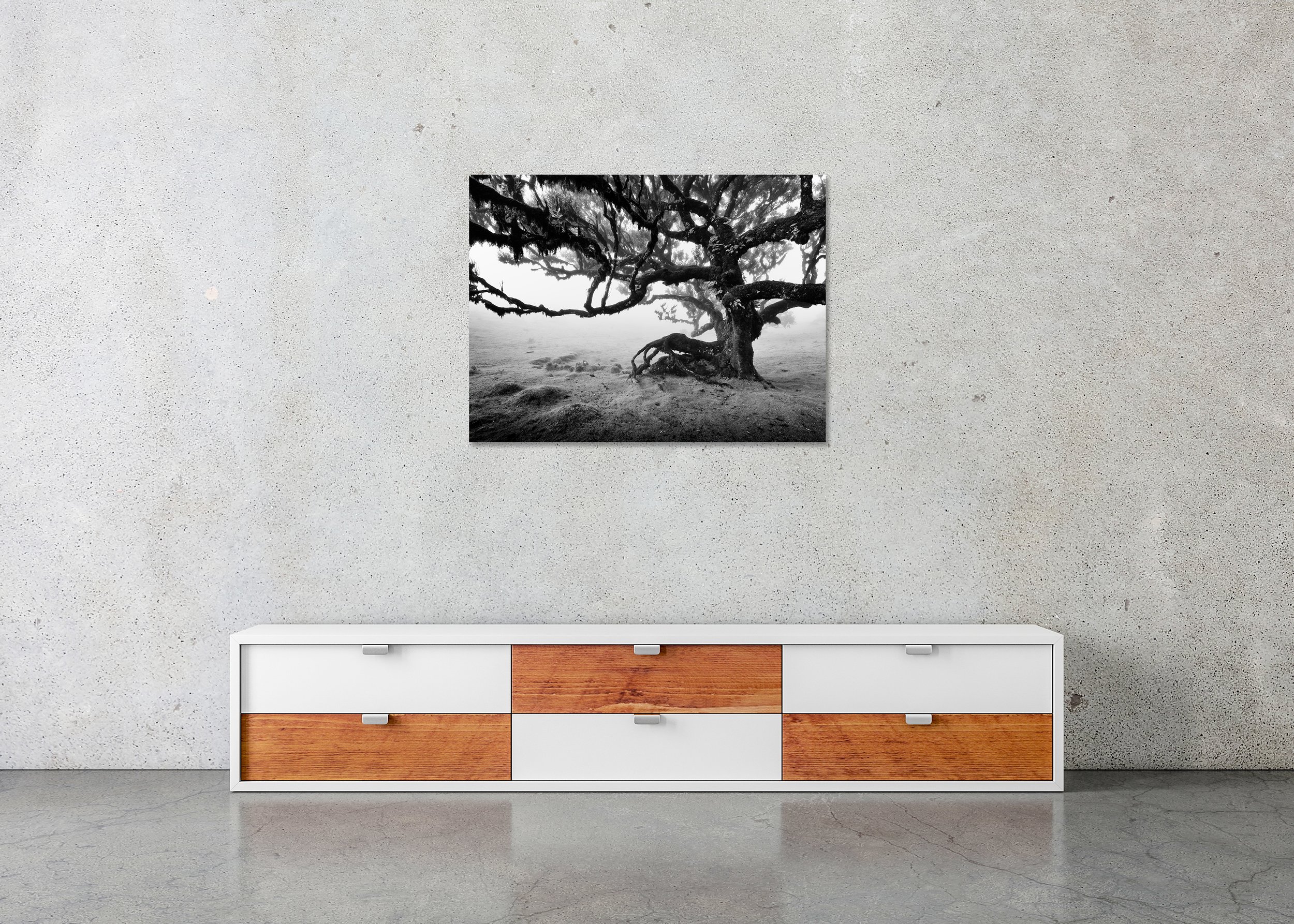 Black-and-white photo of a gnarled tree in misty ancient laurisilva forest as a frameless ChromaLuxe metal print