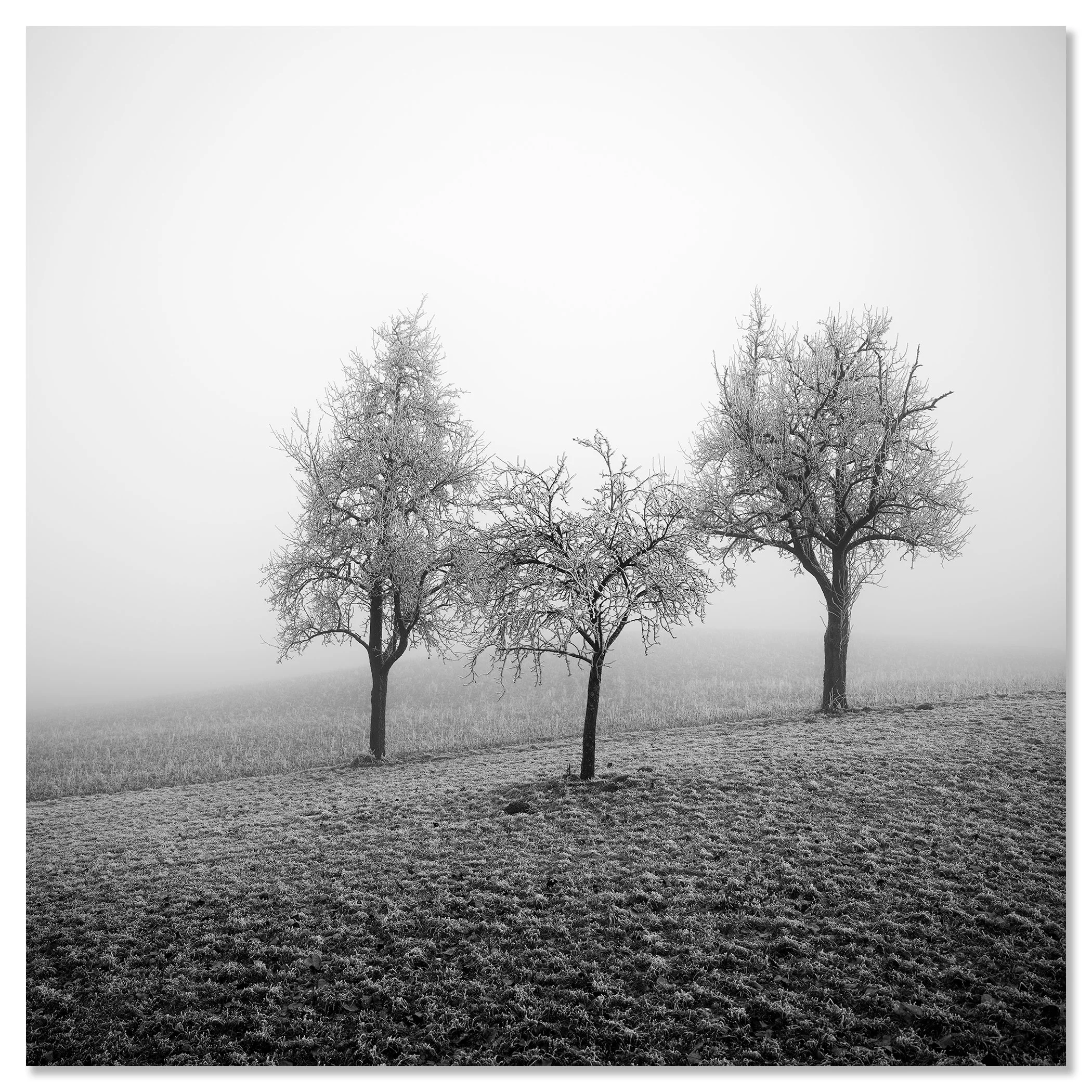 Three leafless fruit trees coated in snow in a foggy winter field in Austria – dibond frameless