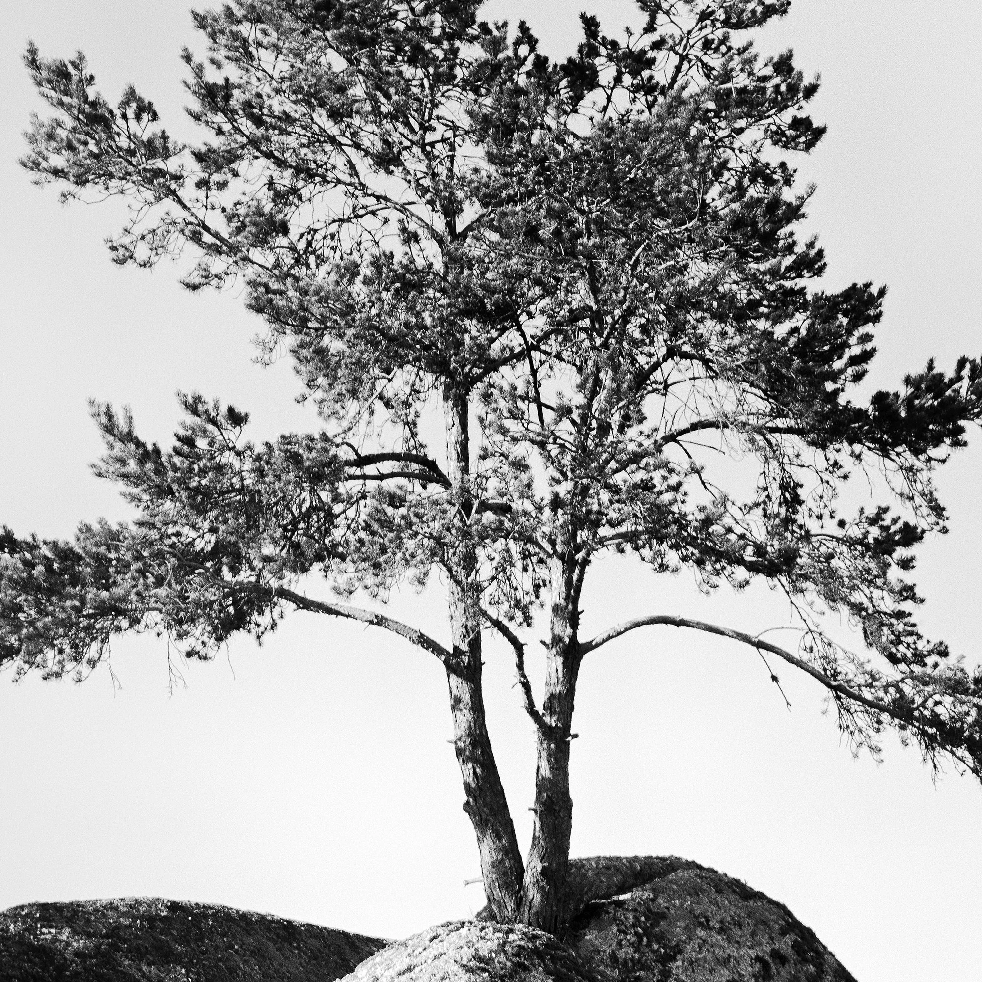 Zoomed-in view of the black-and-white fine art print Lonely Tree on the Rock by Gerald Berghammer.