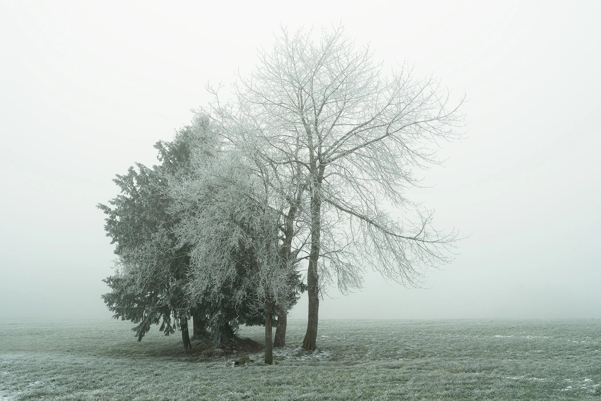 Group of Hoar-Frosted Trees Study 1, colour winter landscape photograph of frost-covered trees in soft mist, Austria, by Gerald Berghammer.