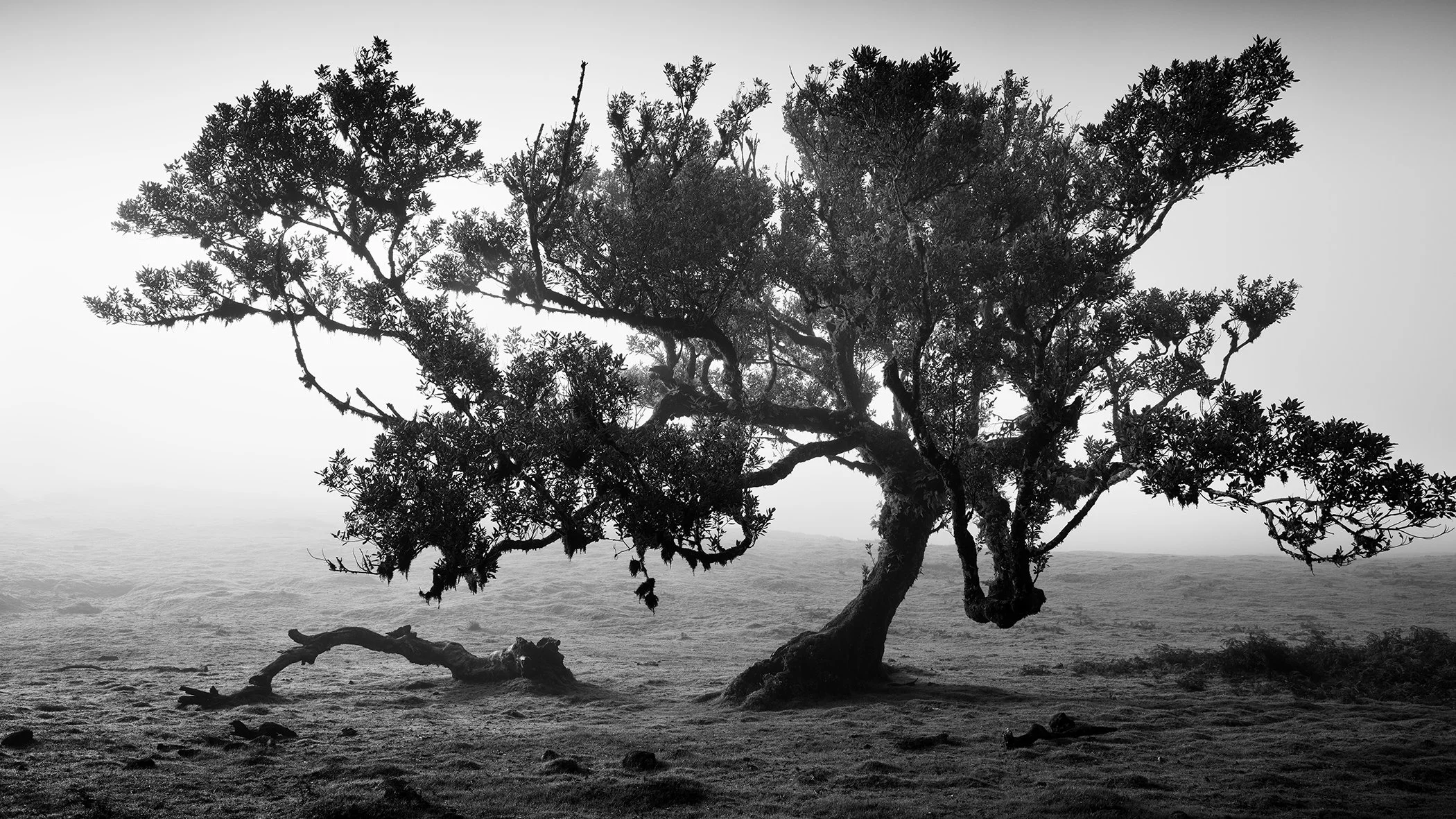 Wind-shaped ancient laurel tree surrounded by fog in Fanal Forest, Madeira, Portugal, in black and white. Photo by Gerald Berghammer.