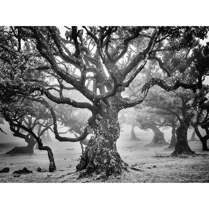 Ancient Laurisilva Forest Study 7 – Portugal | Gerald Berghammer