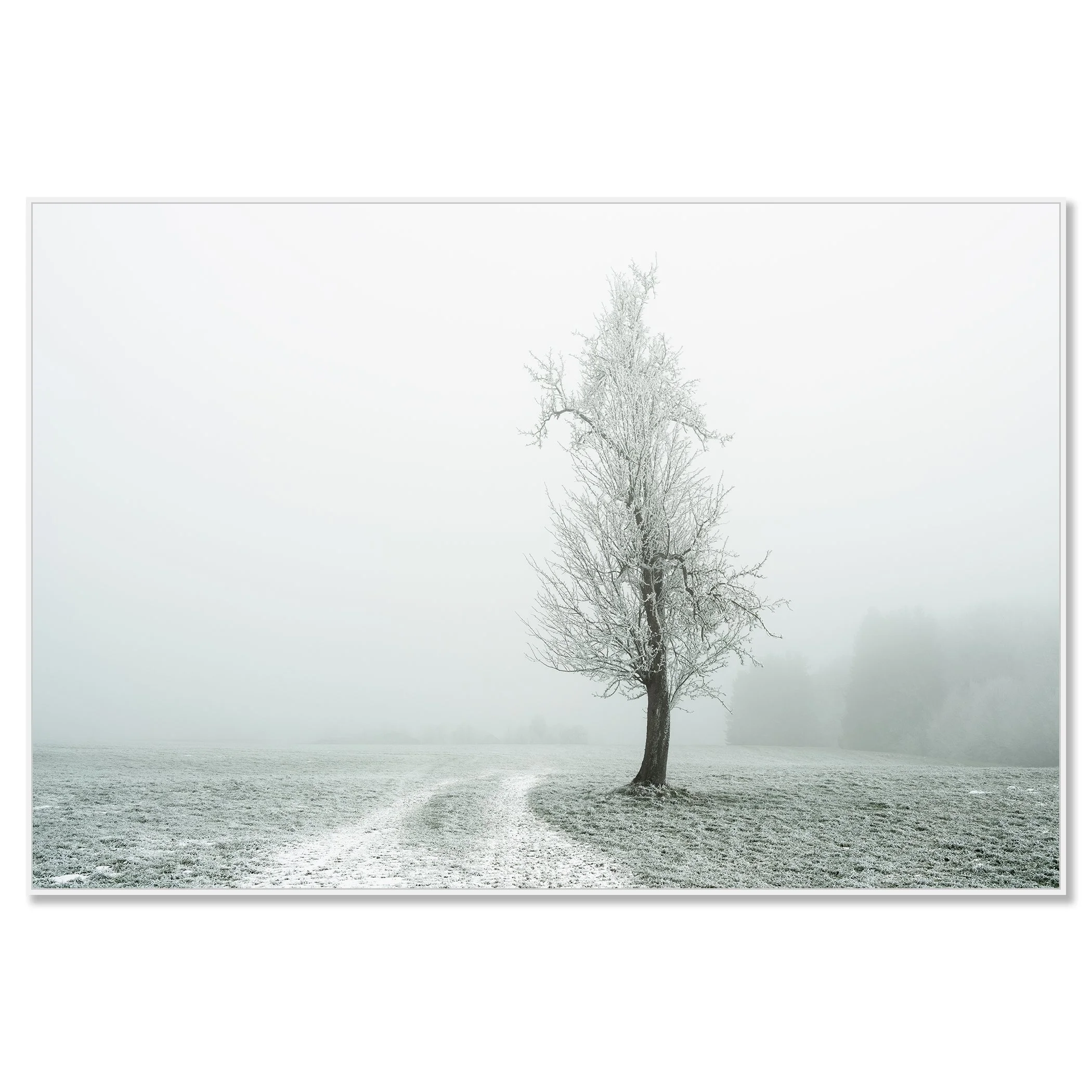 Lonely Tree on the White Path – Austria, colour photograph on Dibond in a white aluminium ArtBox.