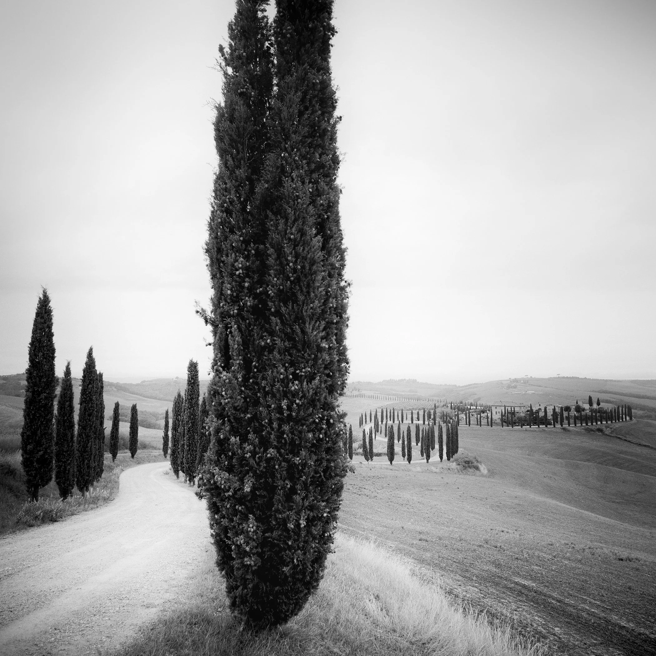Cypress Trees Study 2 by Gerald Berghammer, analogue black-and-white fine art photograph of cypress trees and rolling hills in Tuscany, Italy.