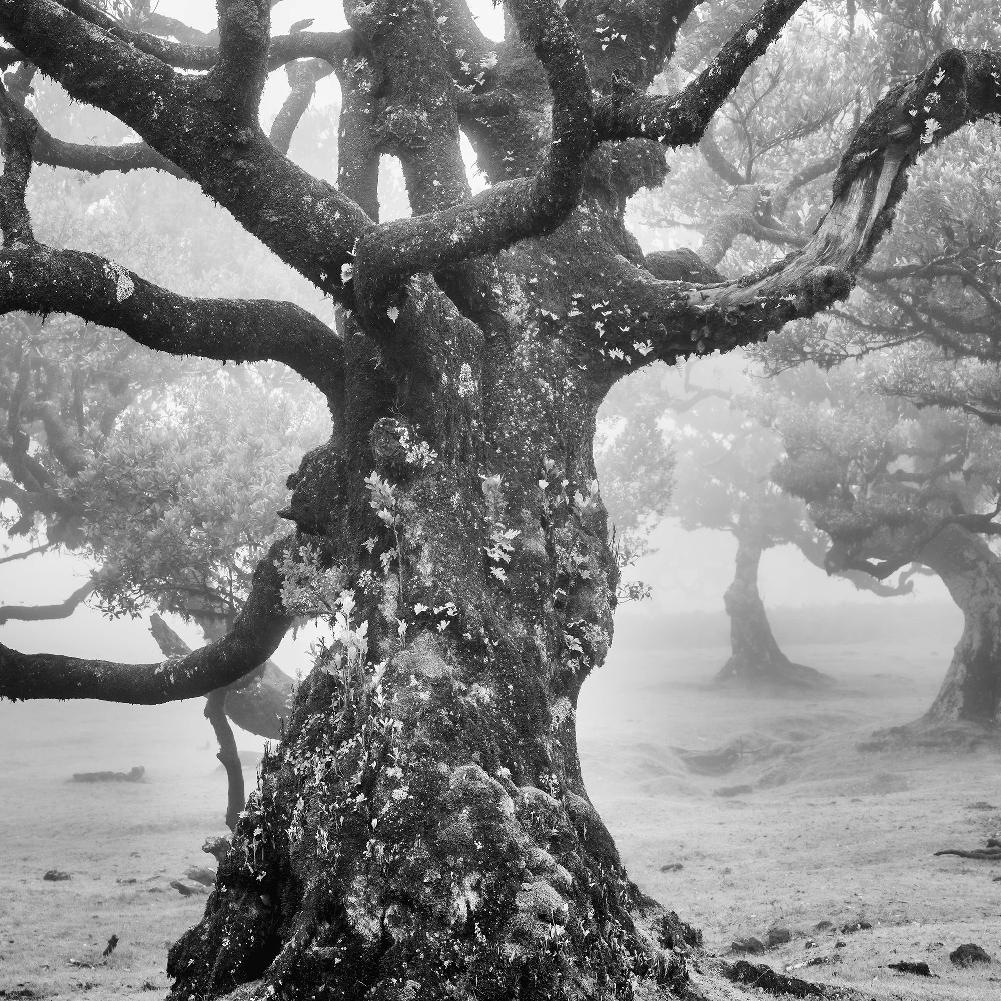 Close-up of the textured ancient laurel tree trunk with delicate foliage and misty forest in Fanal, Madeira, photographed by Gerald Berghammer.