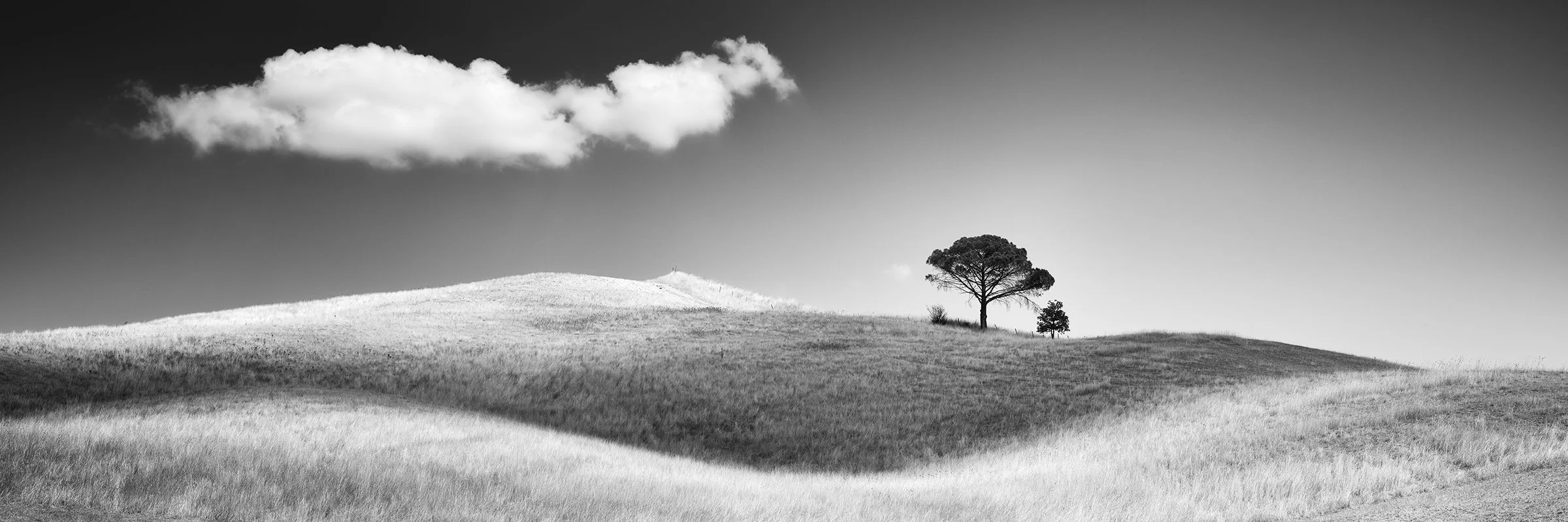 Panoramic Tuscan landscape, Italy, featuring Italian stone pines above rolling hills and fields in warm evening light.