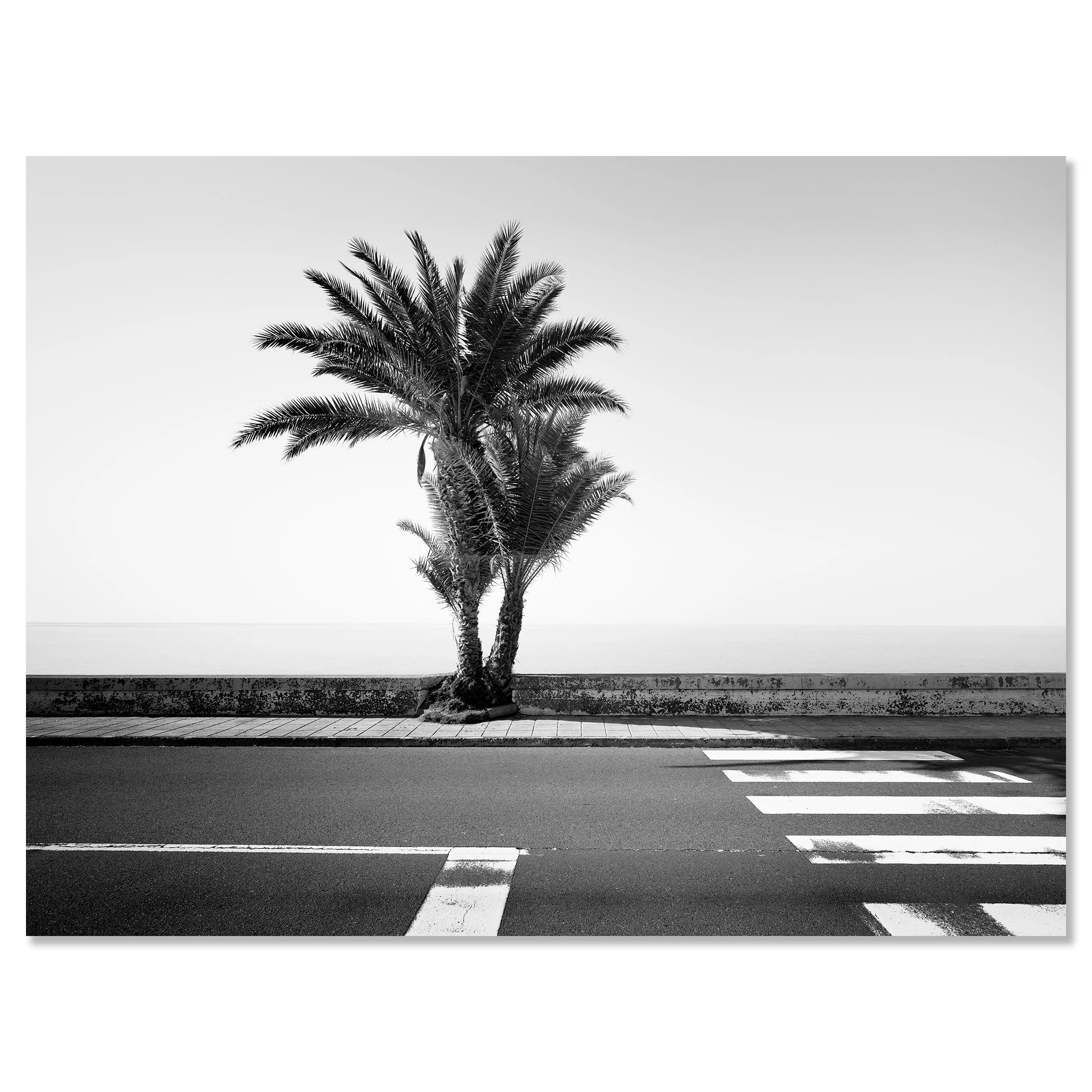 Gerald Berghammer - Black and white landscape photography. Palm tree next to a sidewalk and crosswalk on a road, with the ocean in the background. Chromaluxe frameless