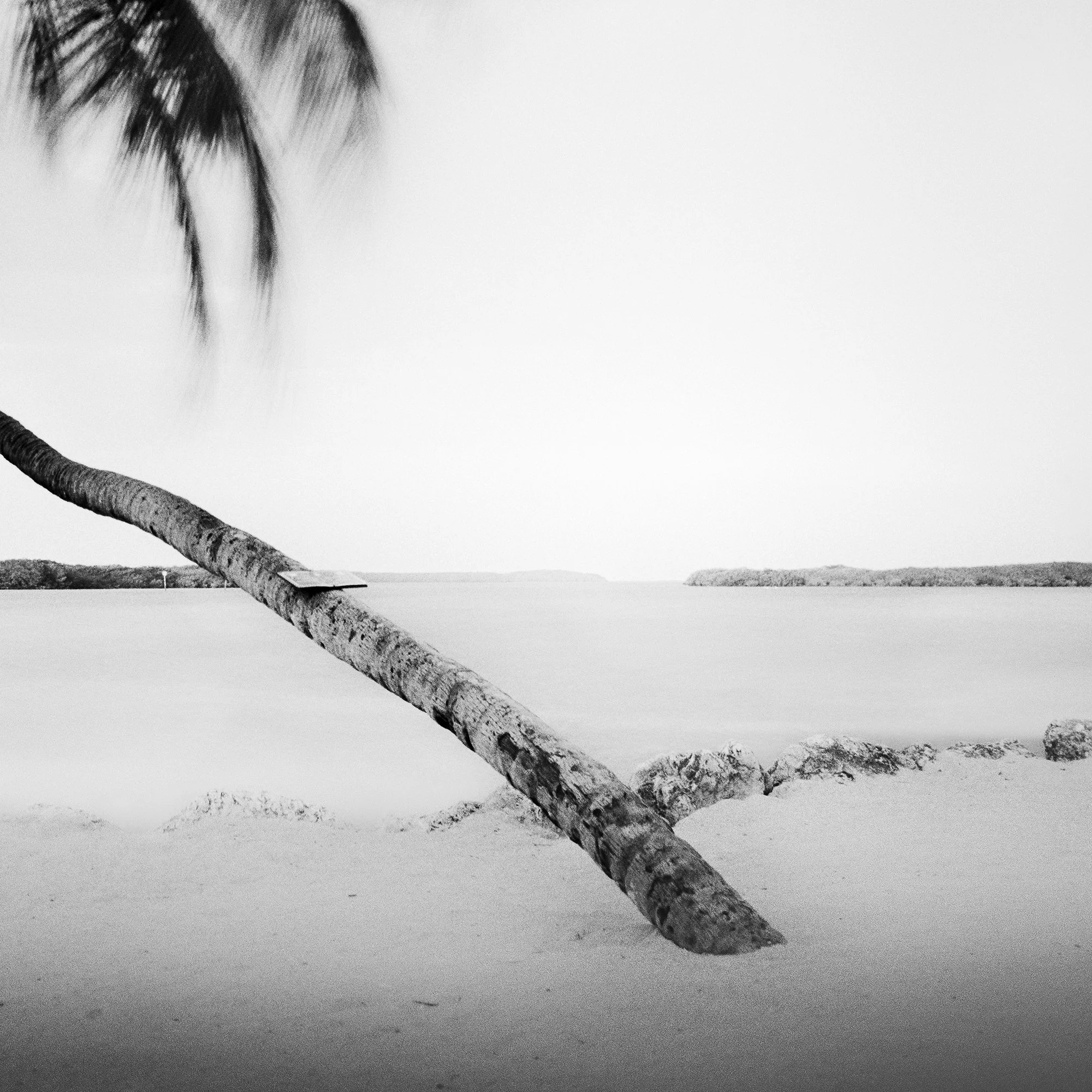 Detail of Bent Palm Study 1 showing the leaning palm trunk extending across the Florida shoreline by Gerald Berghammer.
