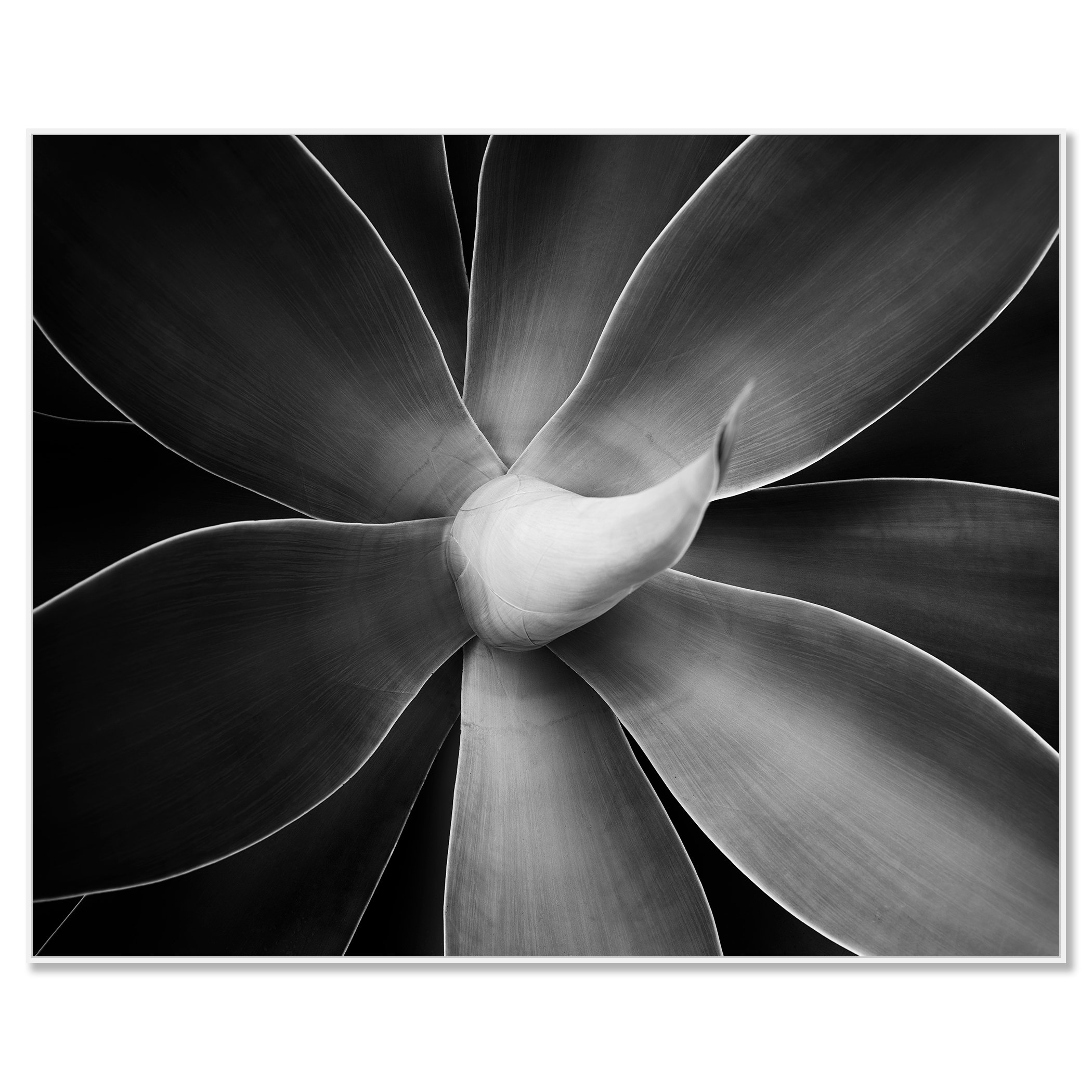 Abstract black-and-white macro photograph of a flower with layered petals and soft tonal gradients, ChromaLuxe frame white